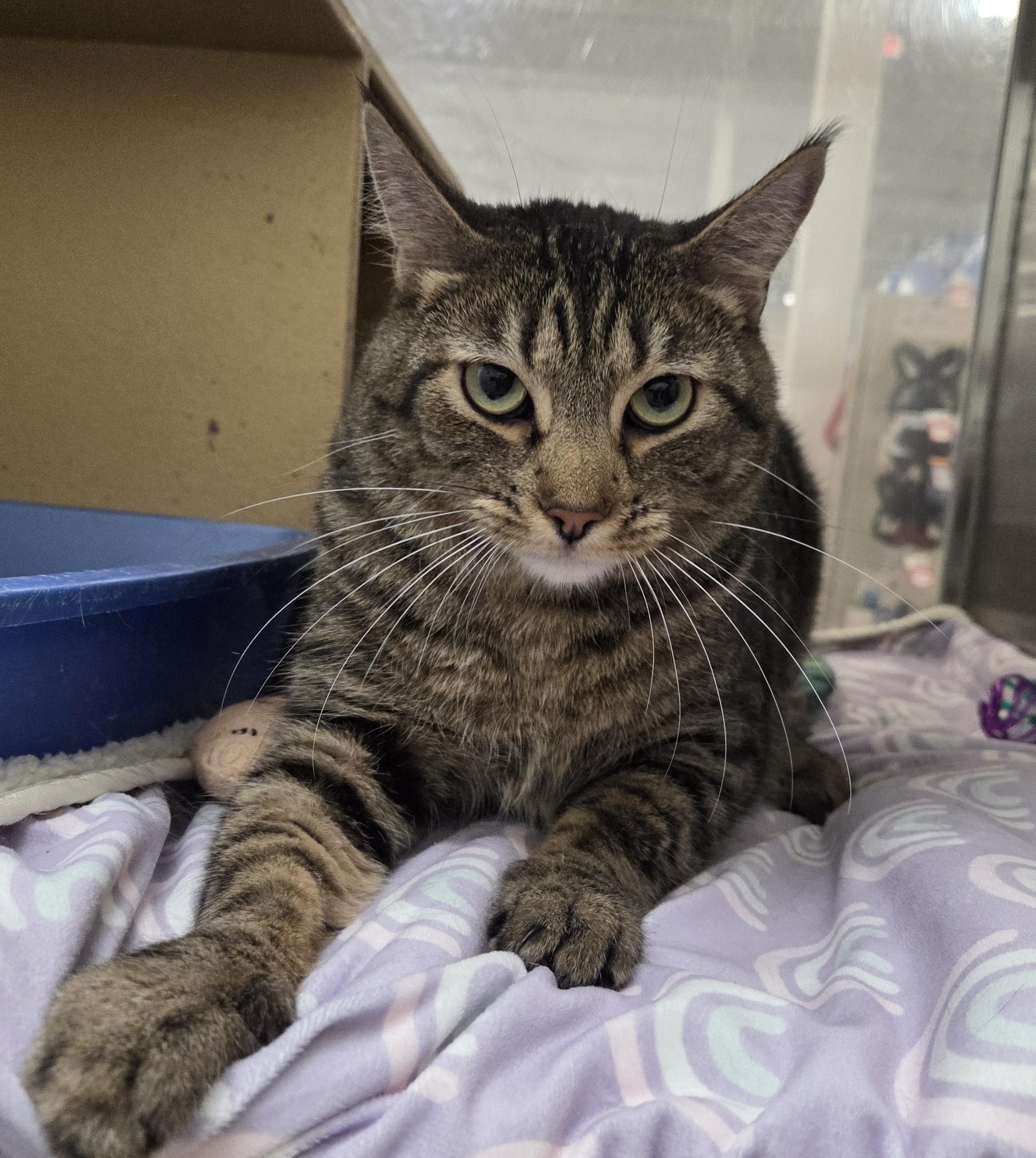 Edgar, Adoptable, Adult Male Domestic Short Hair.