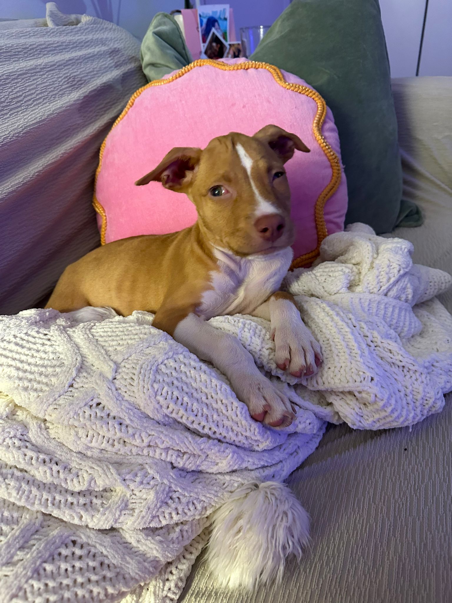 Dog for adoption Ginger Spice, an American Bulldog Mix in Clearwater