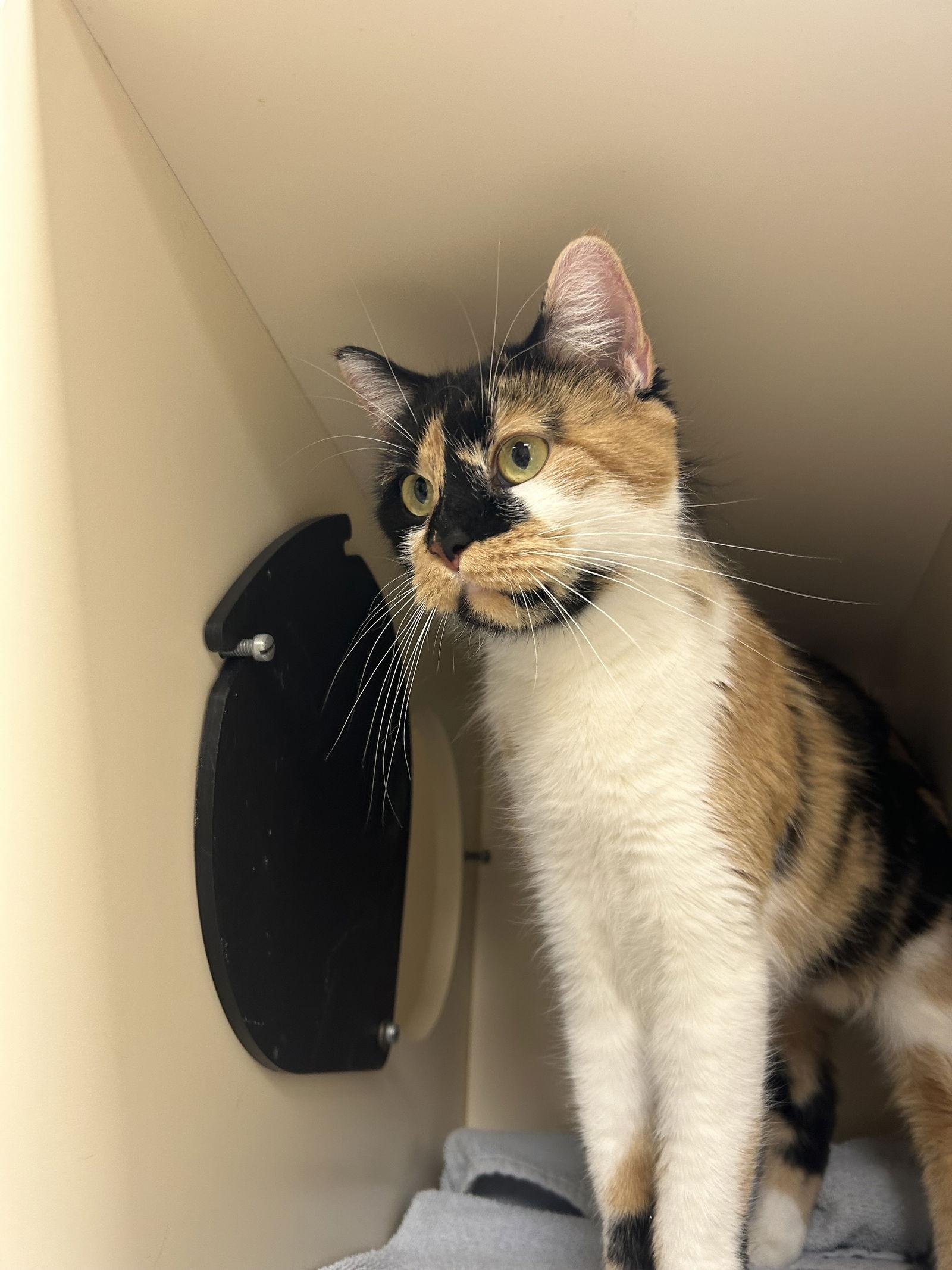 Carly, Adoptable, Adult Female Domestic Short Hair.