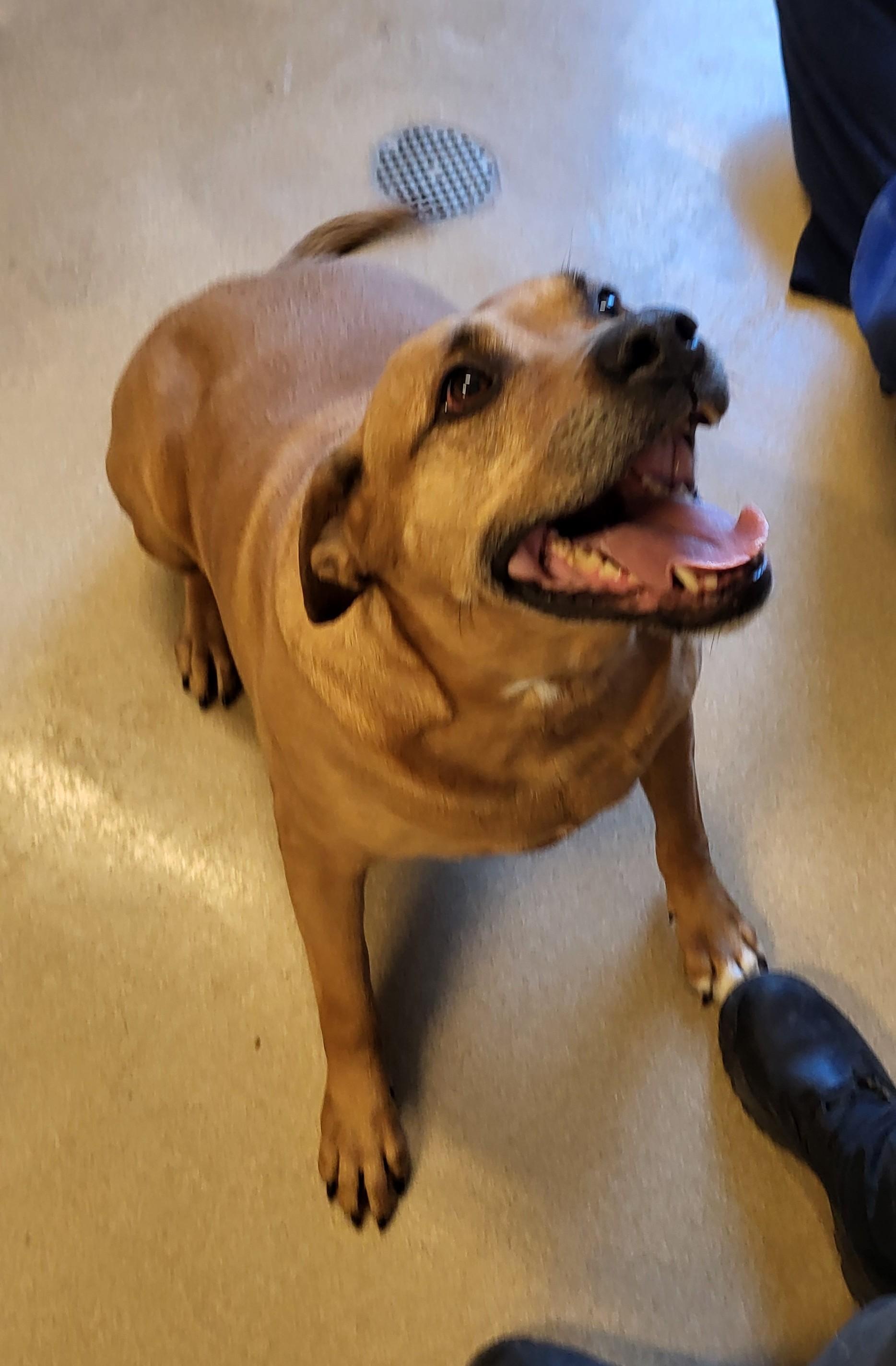 25-0253 "Lena", a ADOPTABLE mixed breed in Leavenworth, KS image 1/3