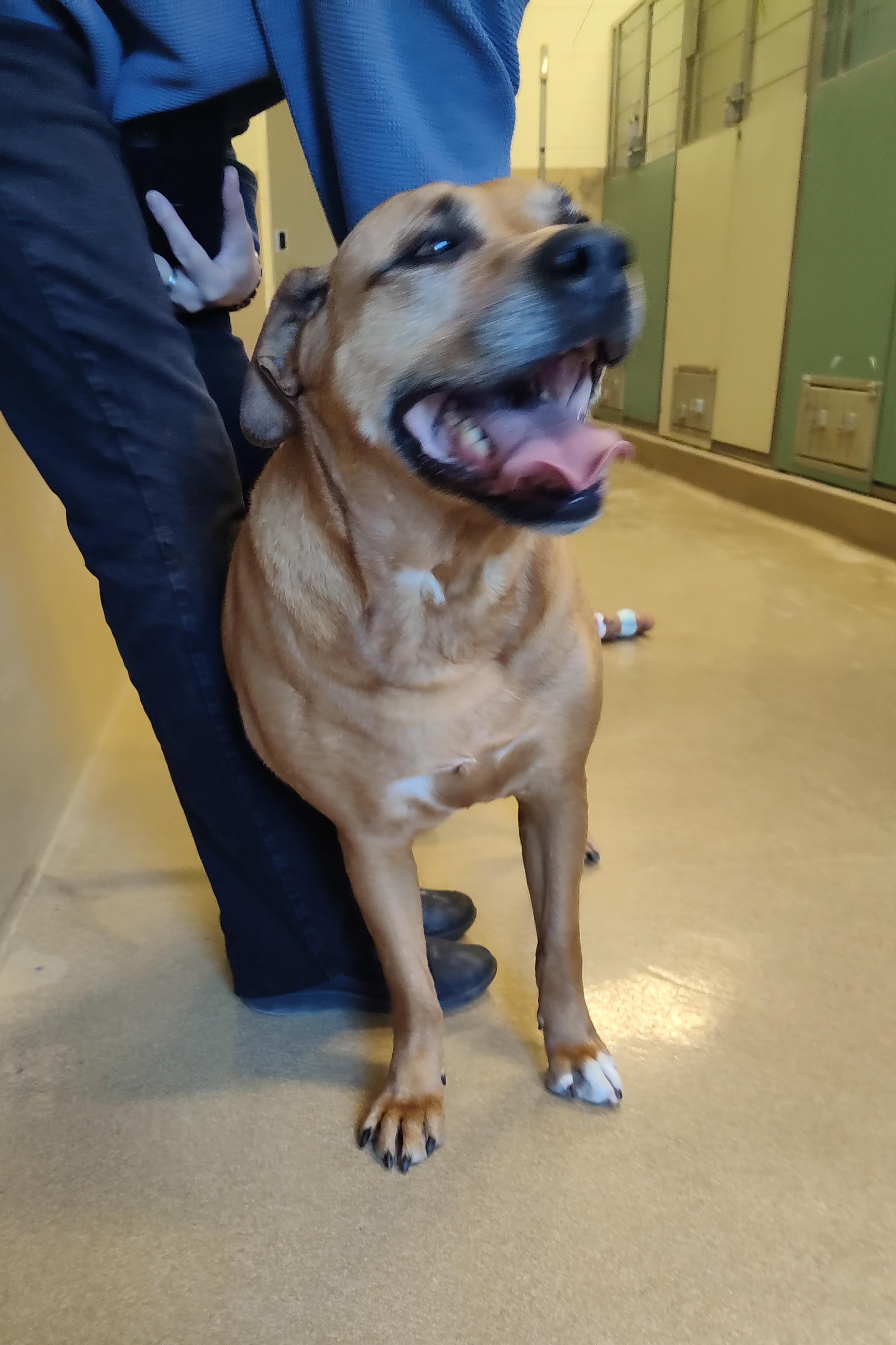 25-0253 "Lena", a ADOPTABLE mixed breed in Leavenworth, KS image 3/3