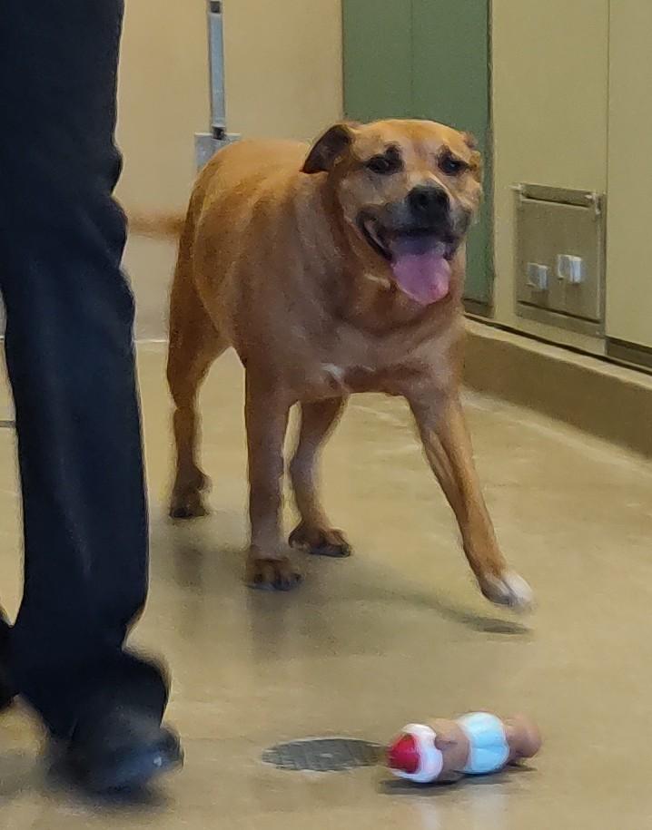 25-0253 "Lena", a ADOPTABLE mixed breed in Leavenworth, KS image 2/3