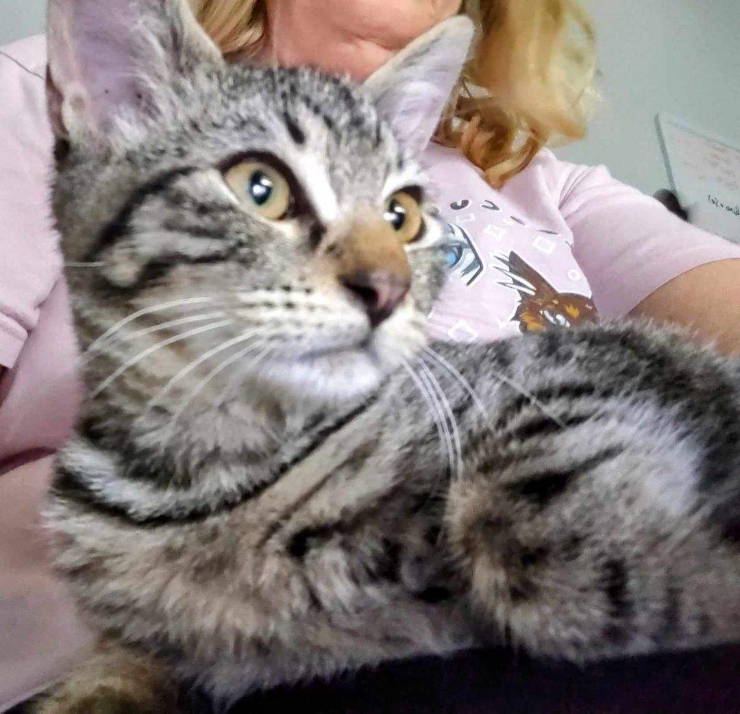 Ellie, a Adopted Tabby in San Antonio, TX image 1/5