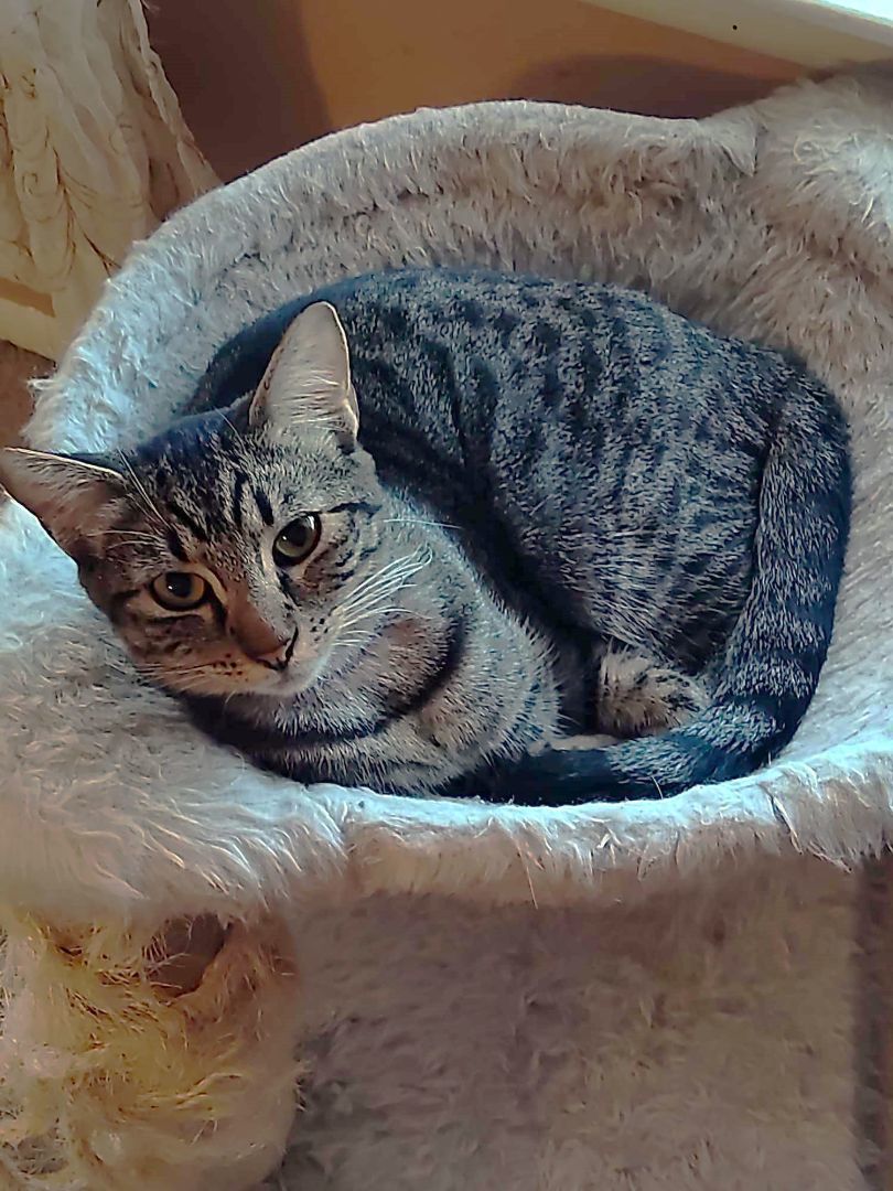 Ellie, a Adopted Tabby in San Antonio, TX image 2/5