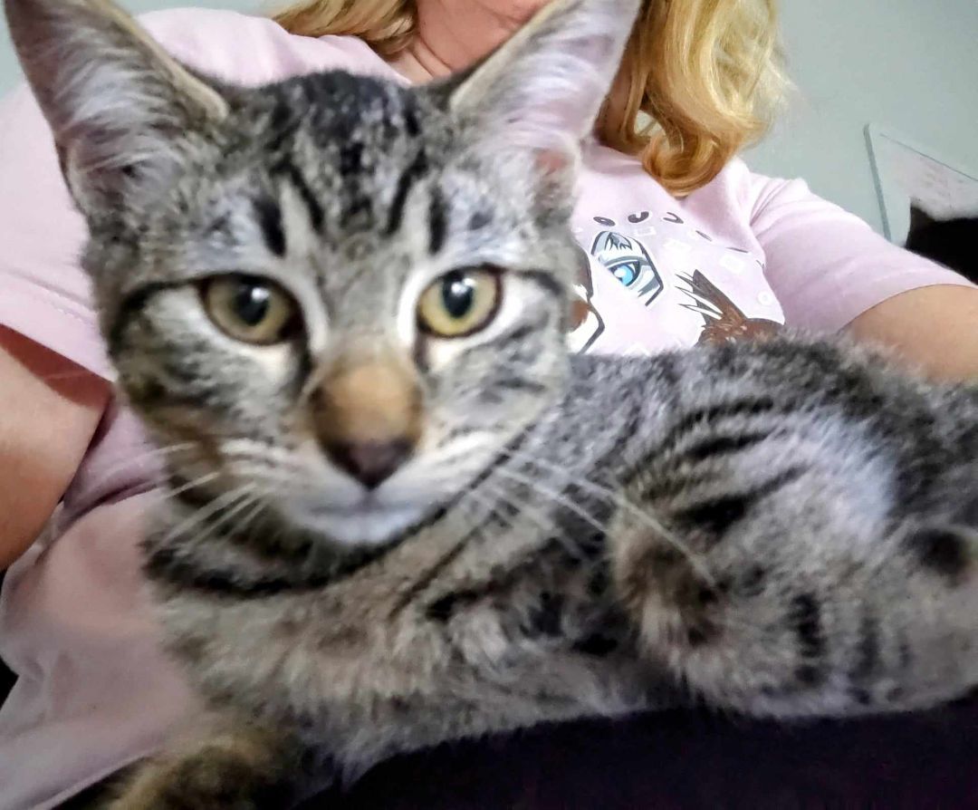 Ellie, a Adopted Tabby in San Antonio, TX image 3/5