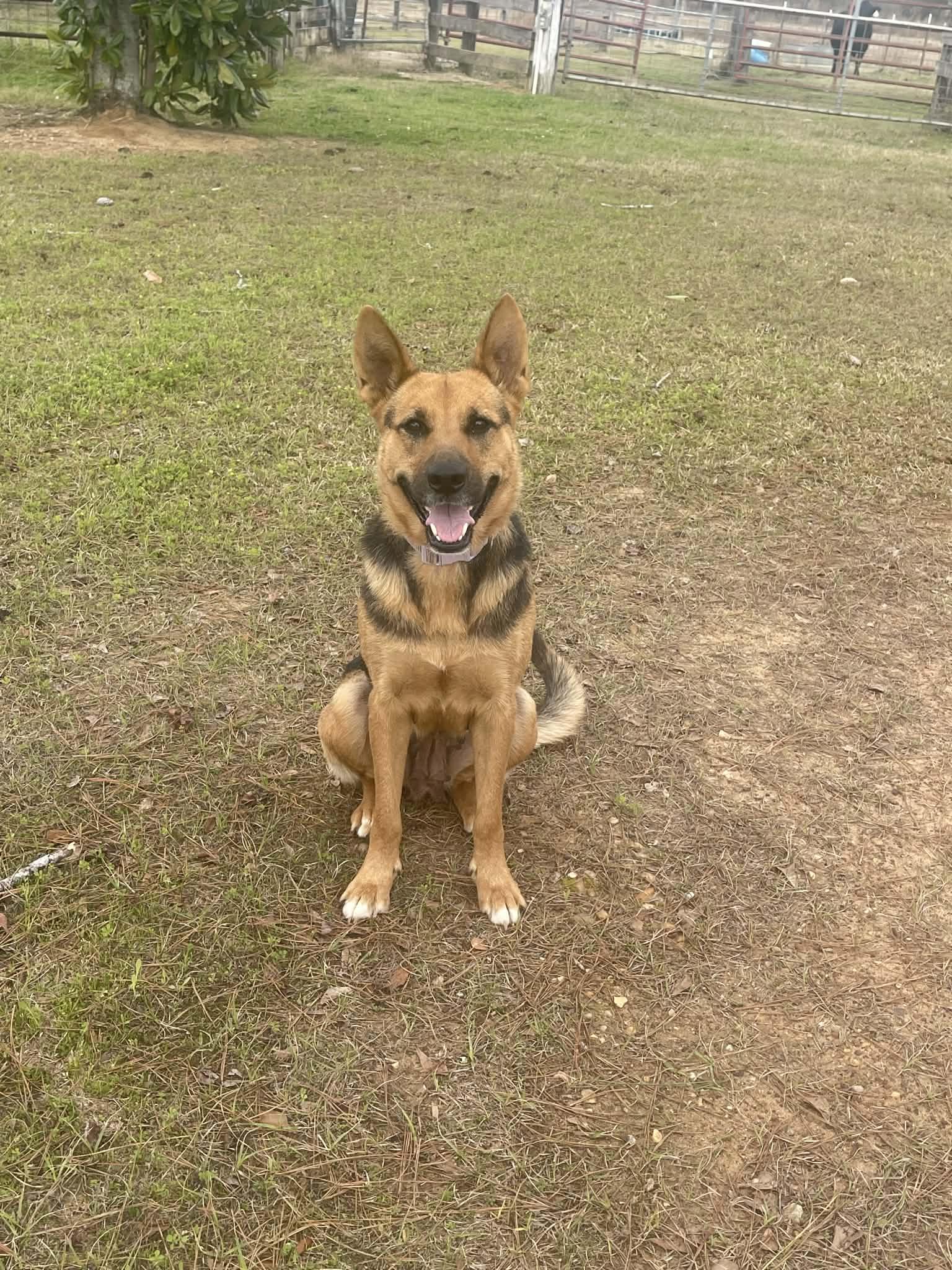 Enlarge Rosie, a Adopted German Shepherd Dog in Palm Harbor, FL image 1/1
