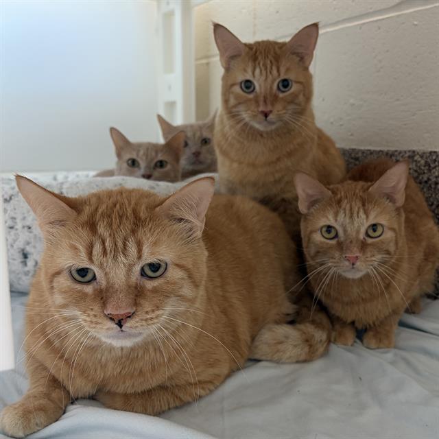 Enlarge BUFFY, a Adoptable Domestic Short Hair in Centerville, MA image 1/1