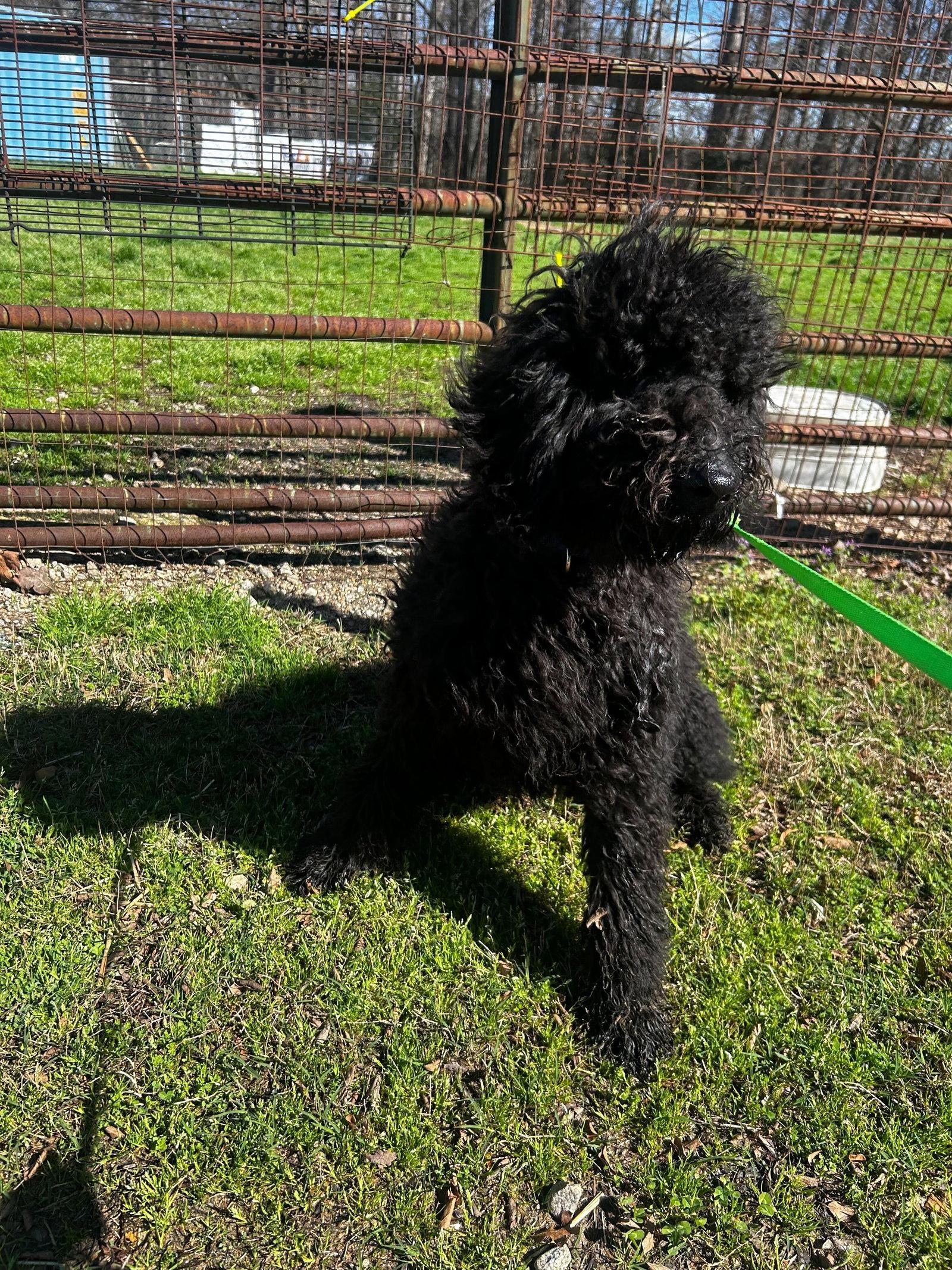 Enlarge James Mar 26, a Adopted Standard Poodle in Pacolet, SC image 1/1