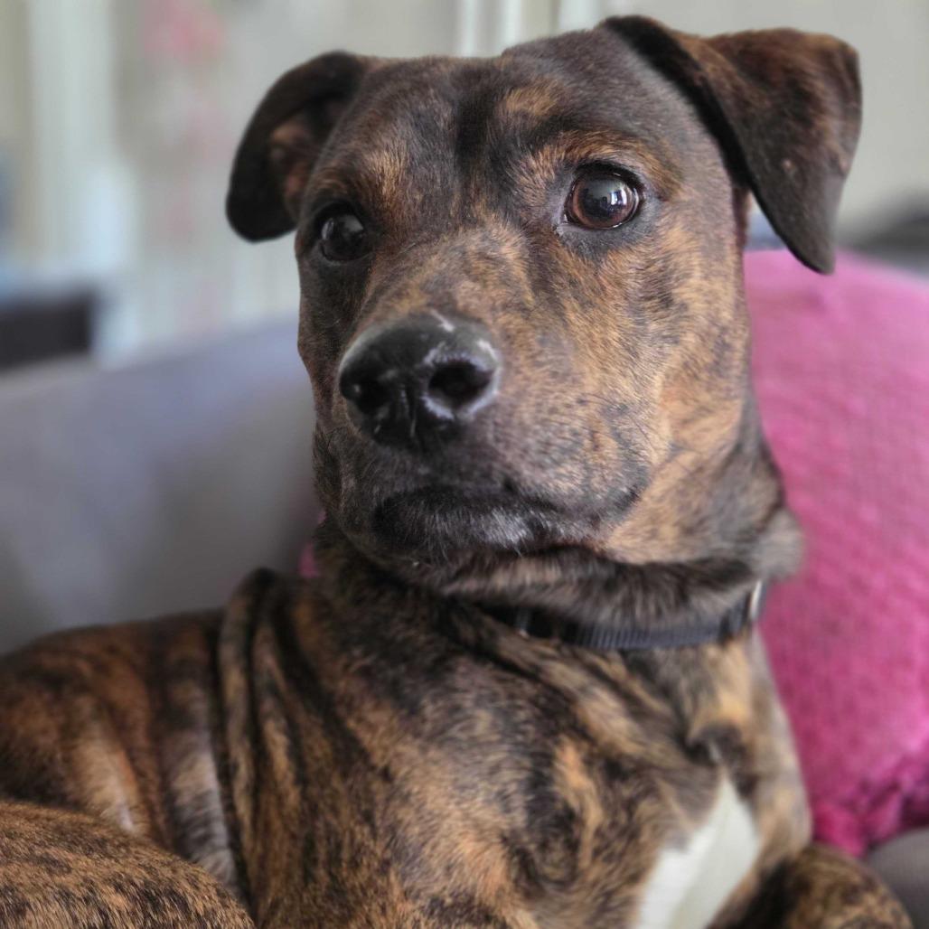 Truffle, Adoptable, Adult Male Chihuahua & Dachshund.