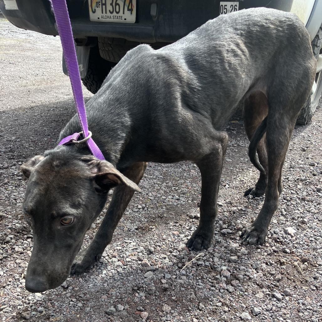 Juniper, Adoptable, Adult Female Mixed Breed & Black Labrador Retriever.