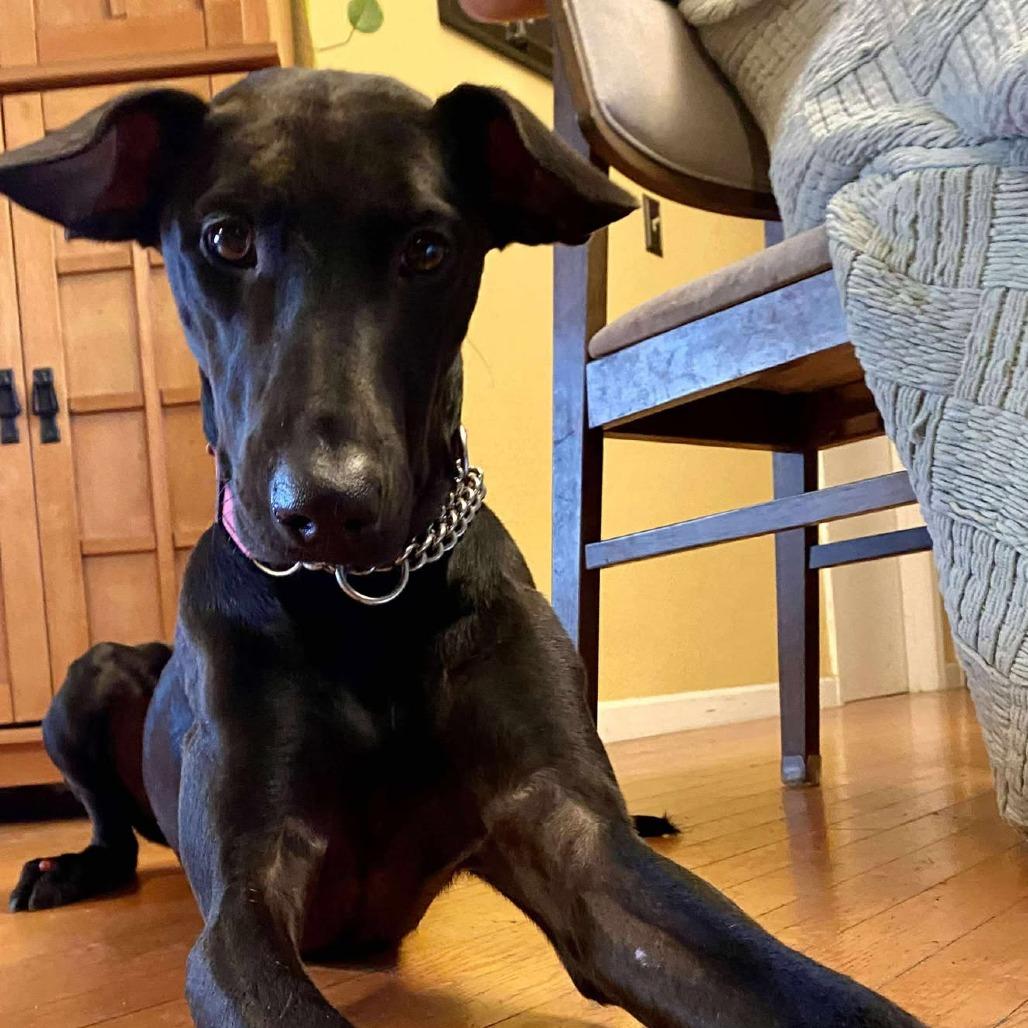 Enlarge Juniper, a Adoptable mixed breed in Ferndale, WA image 2/4