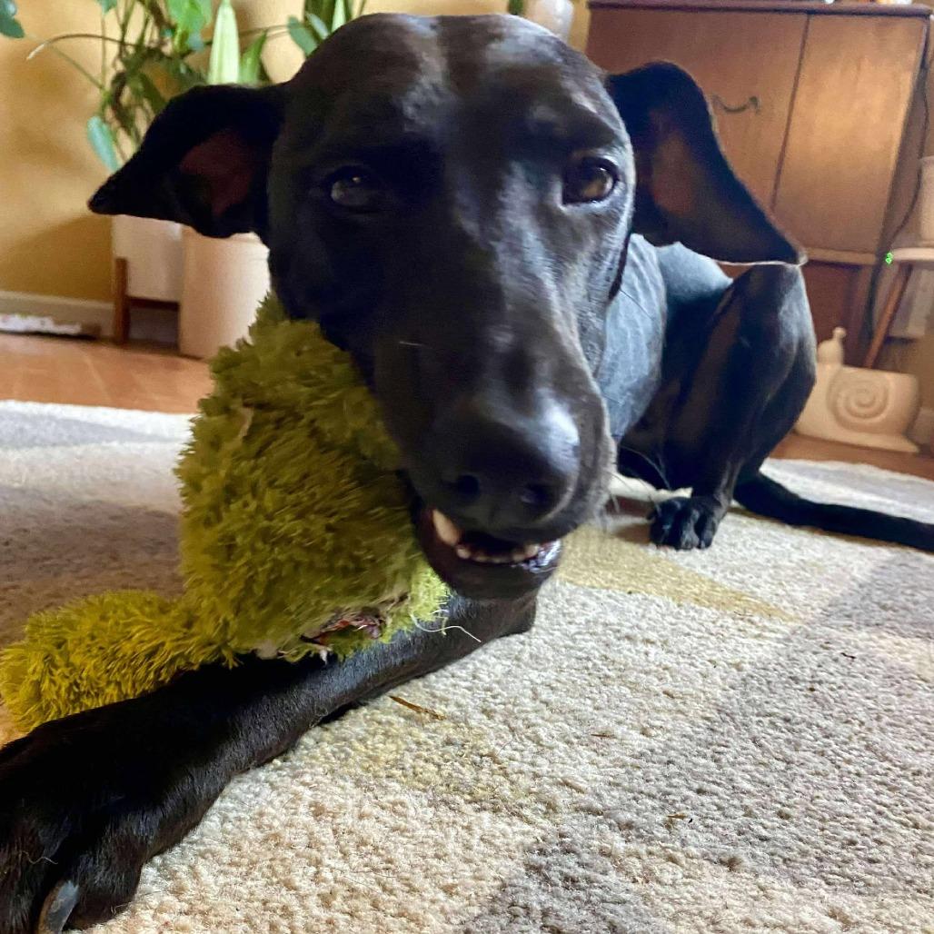 Enlarge Juniper, a Adoptable mixed breed in Ferndale, WA image 3/4