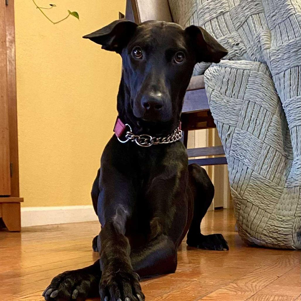 Enlarge Juniper, a Adoptable mixed breed in Ferndale, WA image 4/4