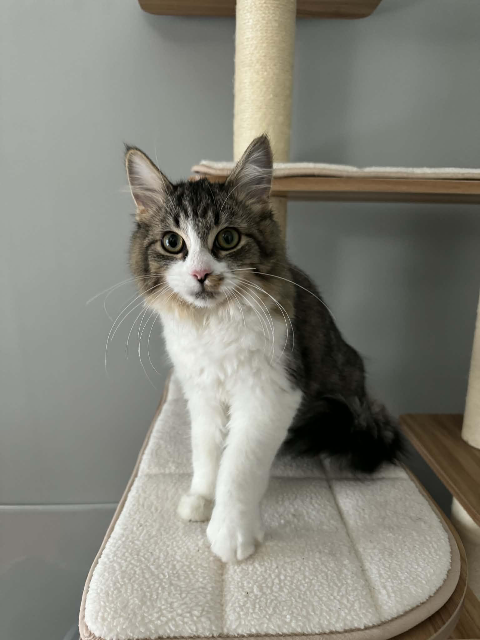 Enlarge Violet, a ADOPTABLE Domestic Medium Hair in Orleans, ON image 5/6