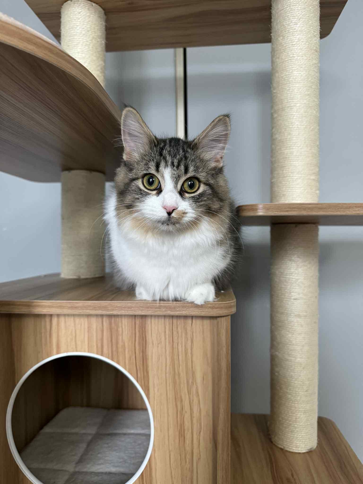 Violet, ADOPTABLE, Young Female Domestic Medium Hair.