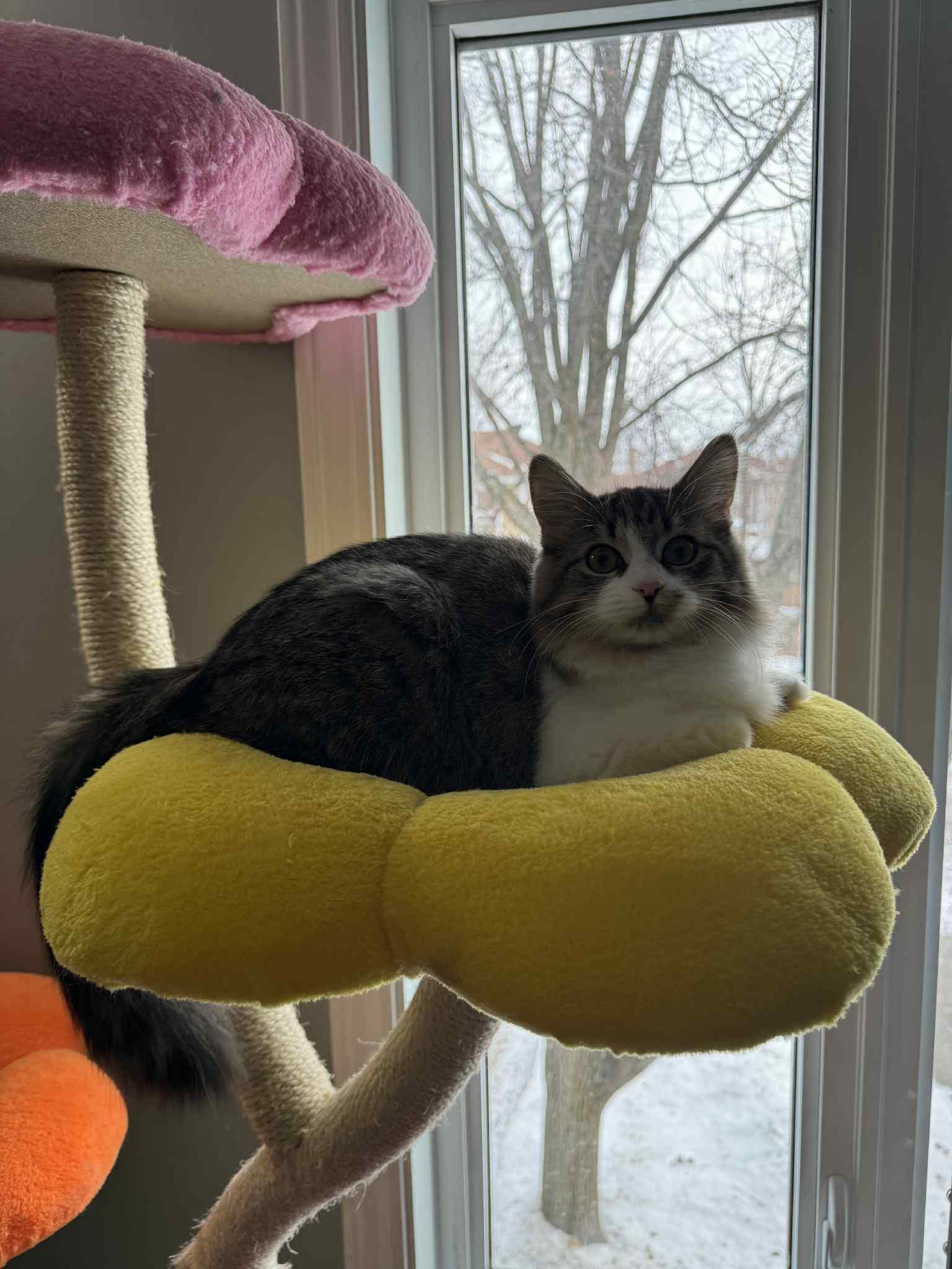 Enlarge Violet, a ADOPTABLE Domestic Medium Hair in Orleans, ON image 2/6