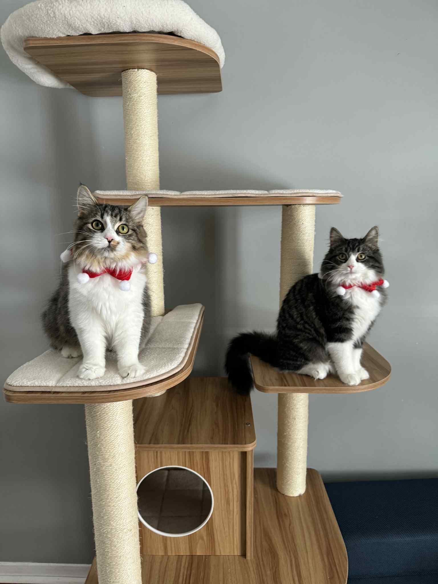 Enlarge Violet, a ADOPTABLE Domestic Medium Hair in Orleans, ON image 6/6