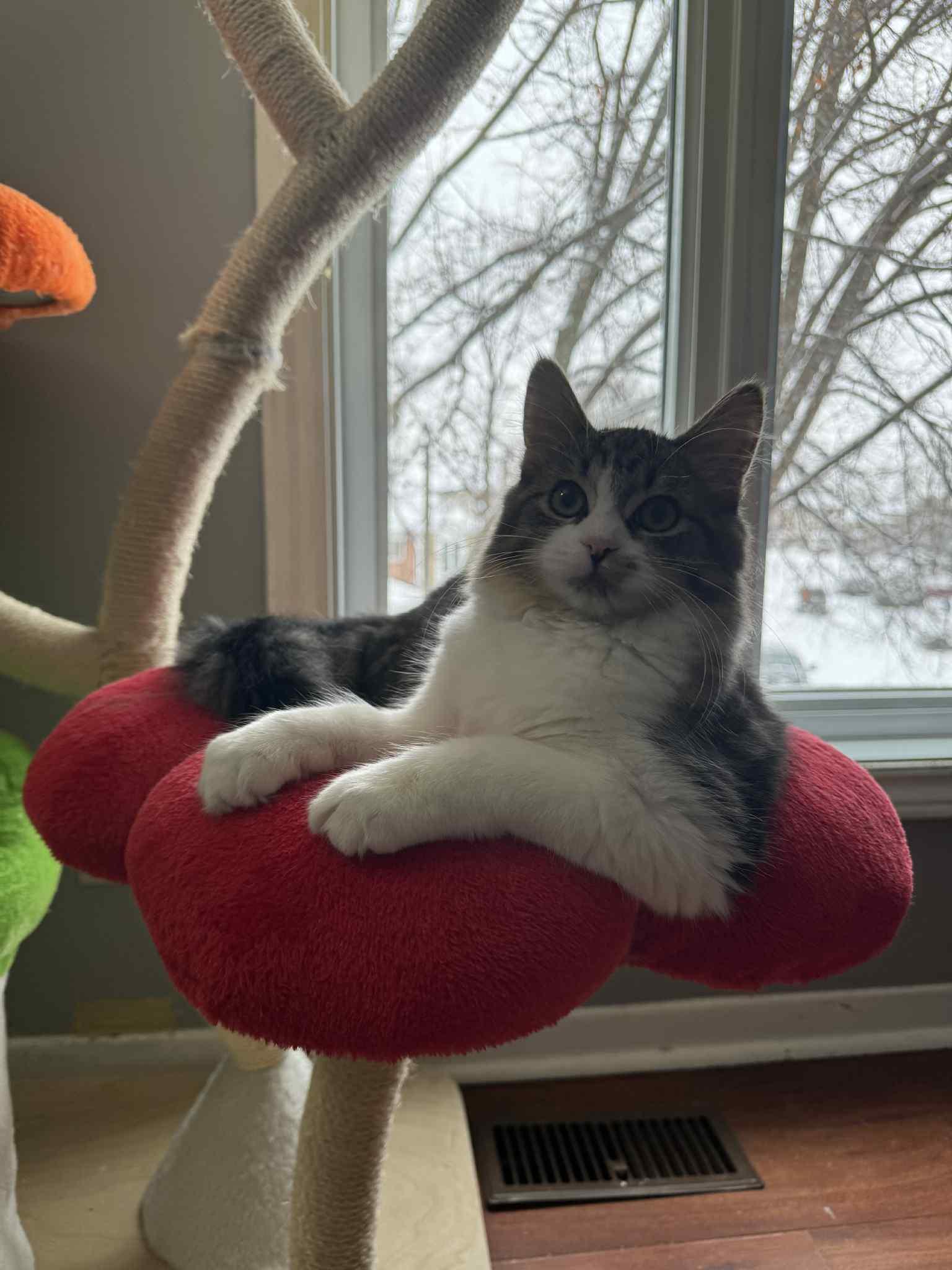 Enlarge Violet, a ADOPTABLE Domestic Medium Hair in Orleans, ON image 3/6