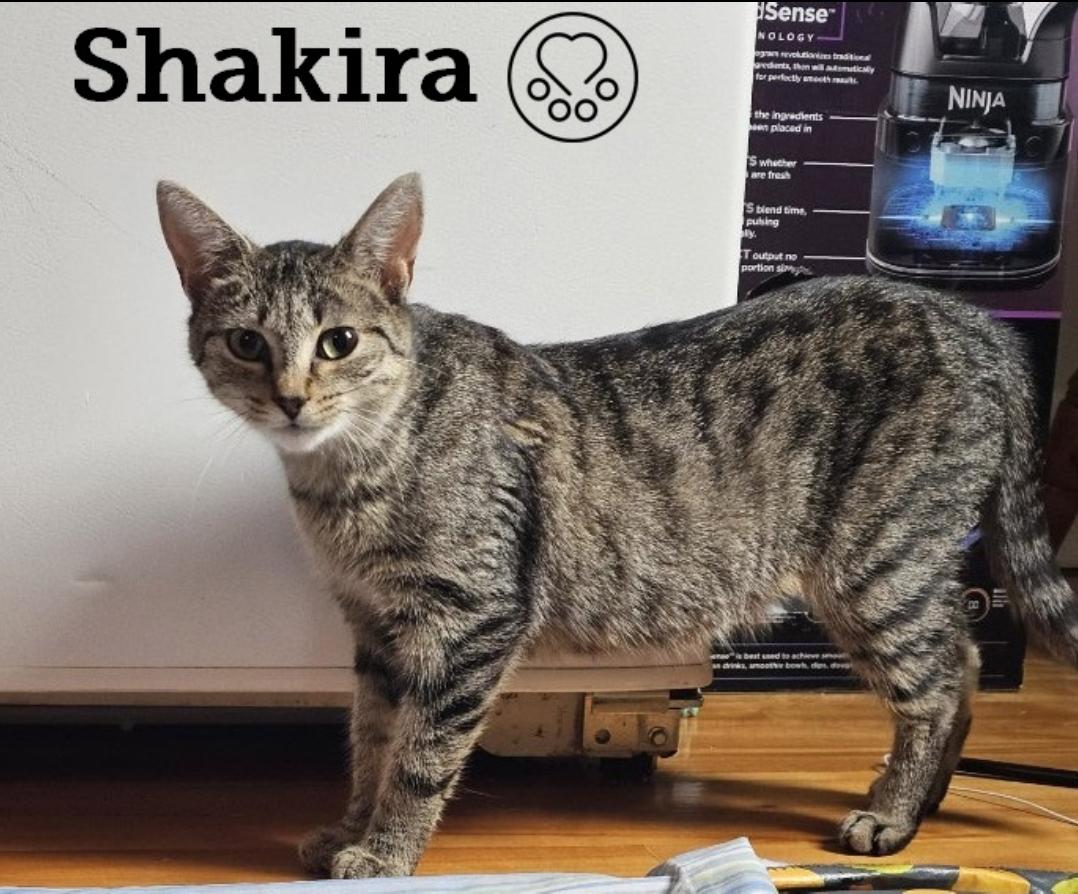 Shakira, Adoptable, Adult Female Domestic Short Hair.