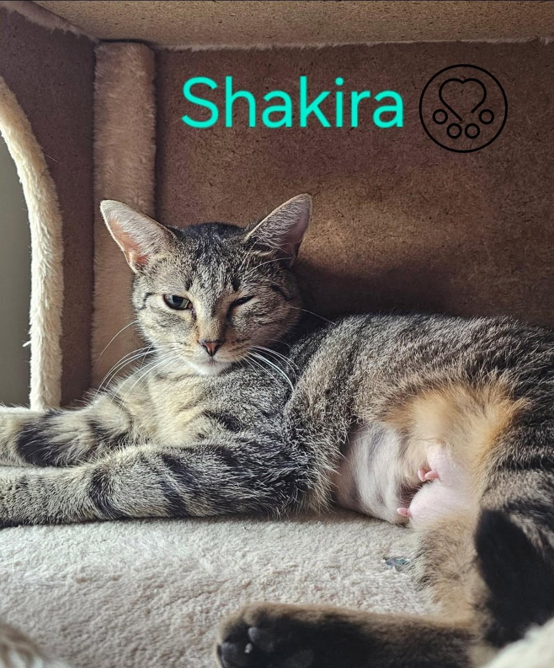 Enlarge Shakira, a Adoptable Domestic Short Hair in Anjou, QC image 2/2