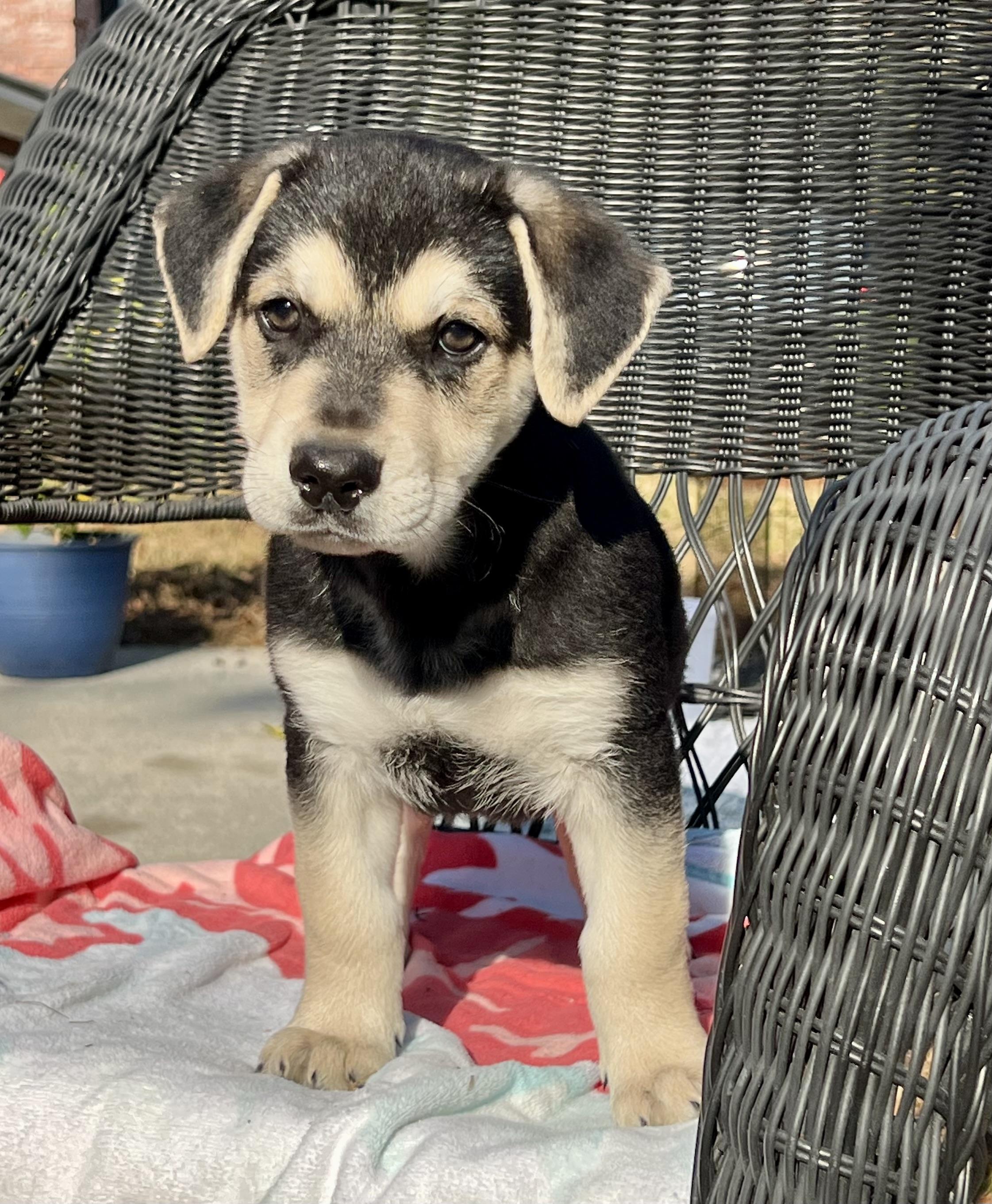 Buster, ADOPTABLE, Puppy Male Mixed Breed.
