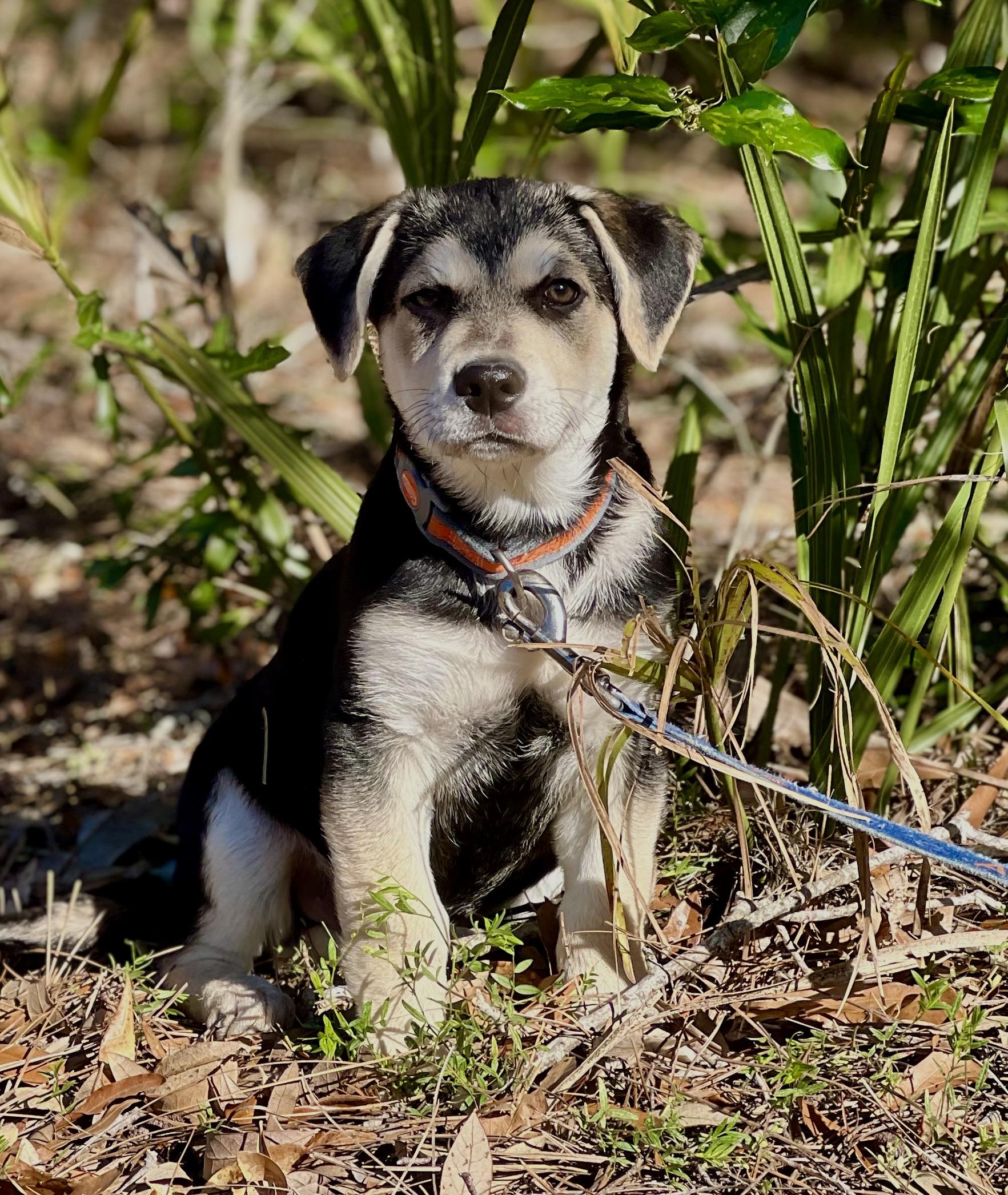 Enlarge Buster, a ADOPTABLE mixed breed in Mt Pleasant, SC image 2/6