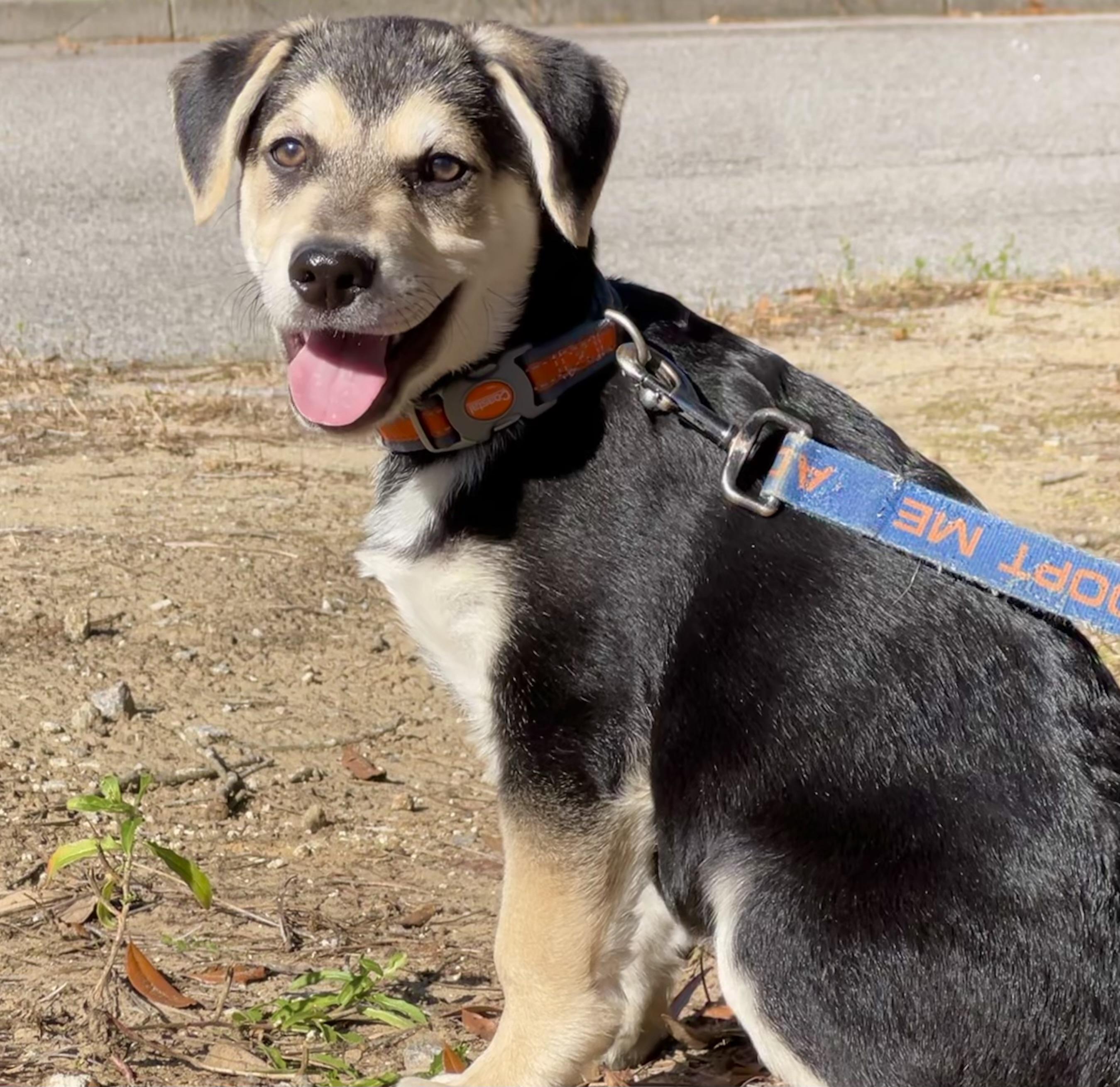 Enlarge Buster, a ADOPTABLE mixed breed in Mt Pleasant, SC image 1/6