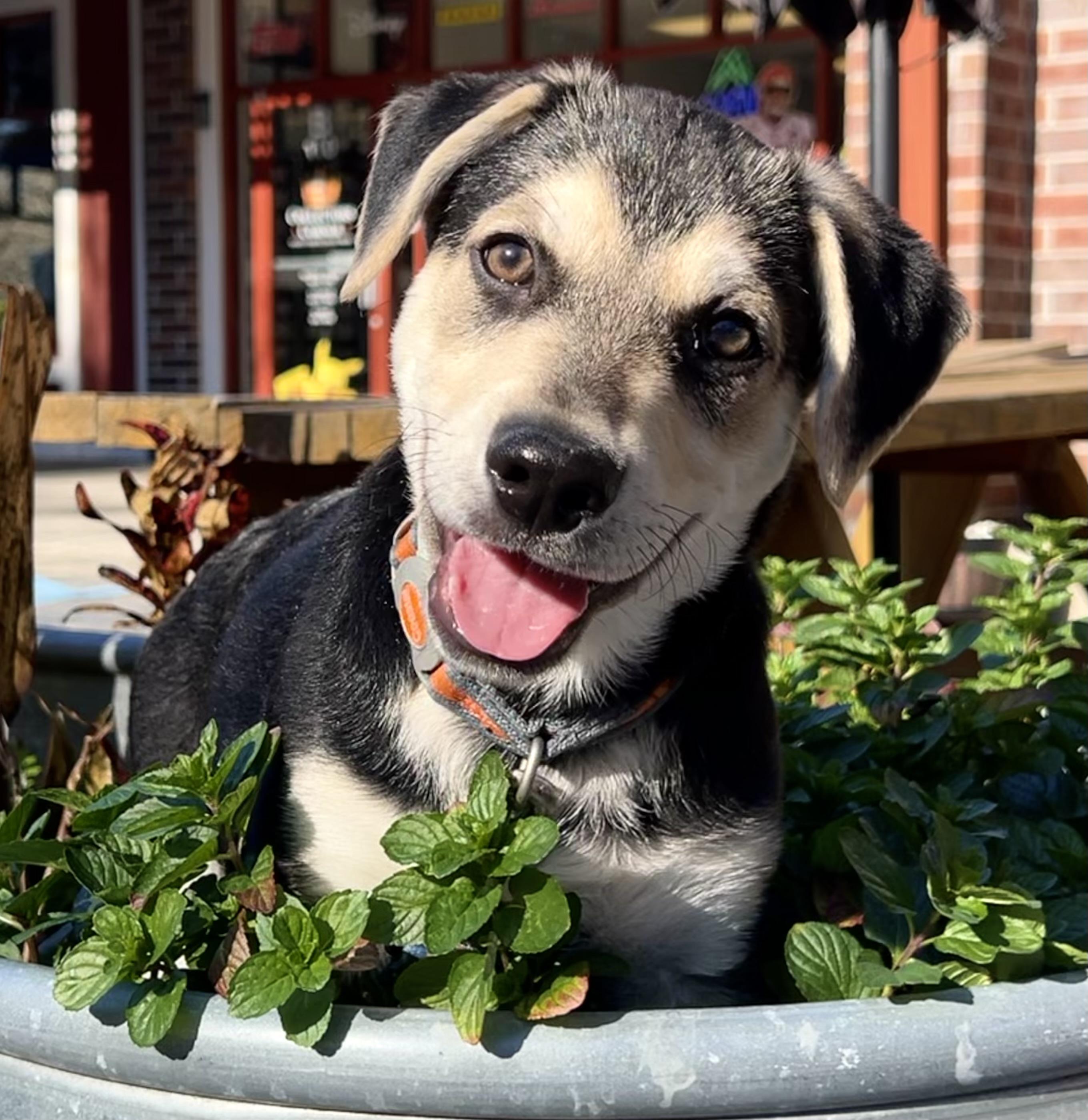 Buster, ADOPTABLE, Puppy Male Mixed Breed.