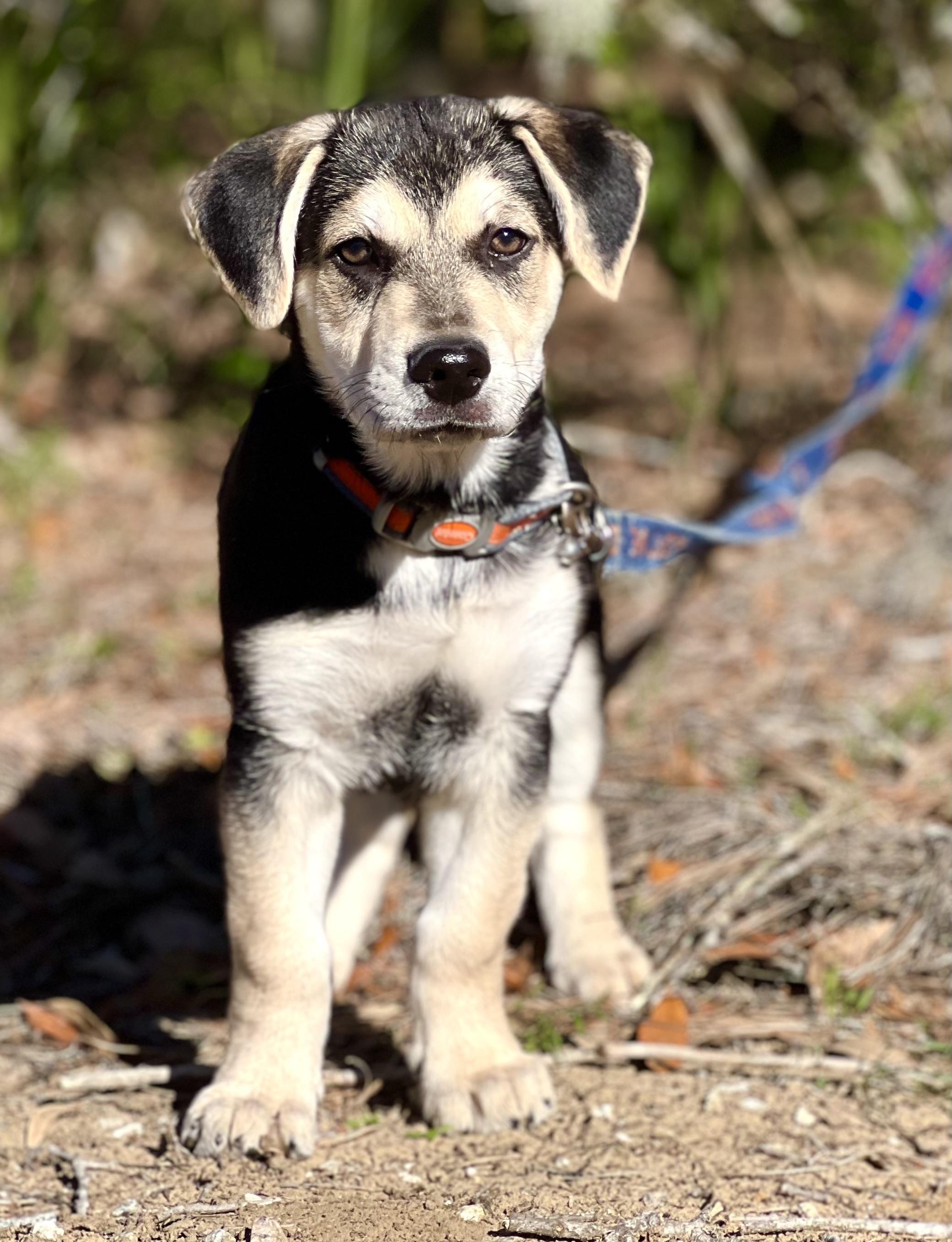 Enlarge Buster, a ADOPTABLE mixed breed in Mt Pleasant, SC image 5/6
