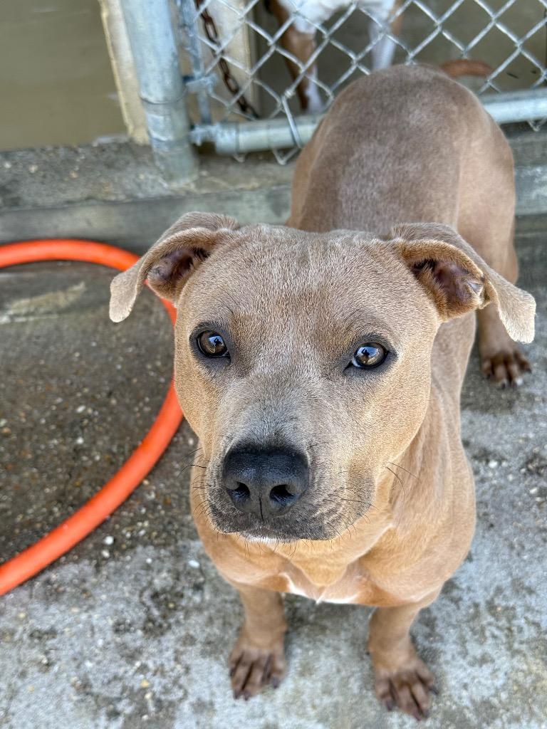 Baylor, Adoptable, Young Male Pit Bull Terrier & Labrador Retriever.