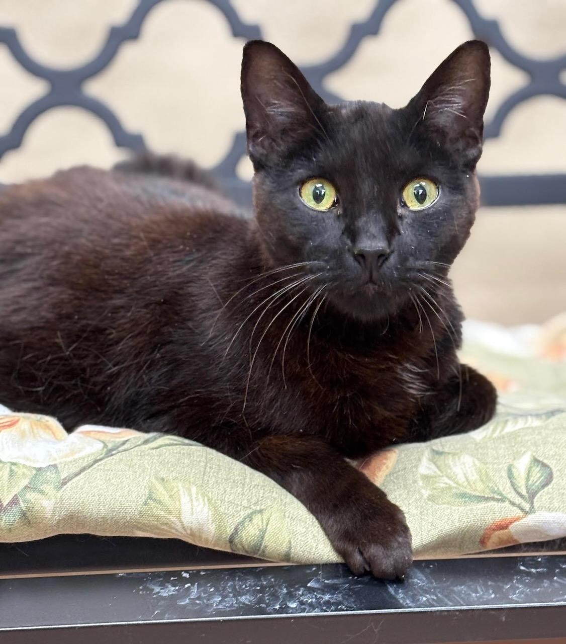 Enlarge Foster Pratt, a Adoptable Domestic Short Hair in Batavia, NY image 1/2