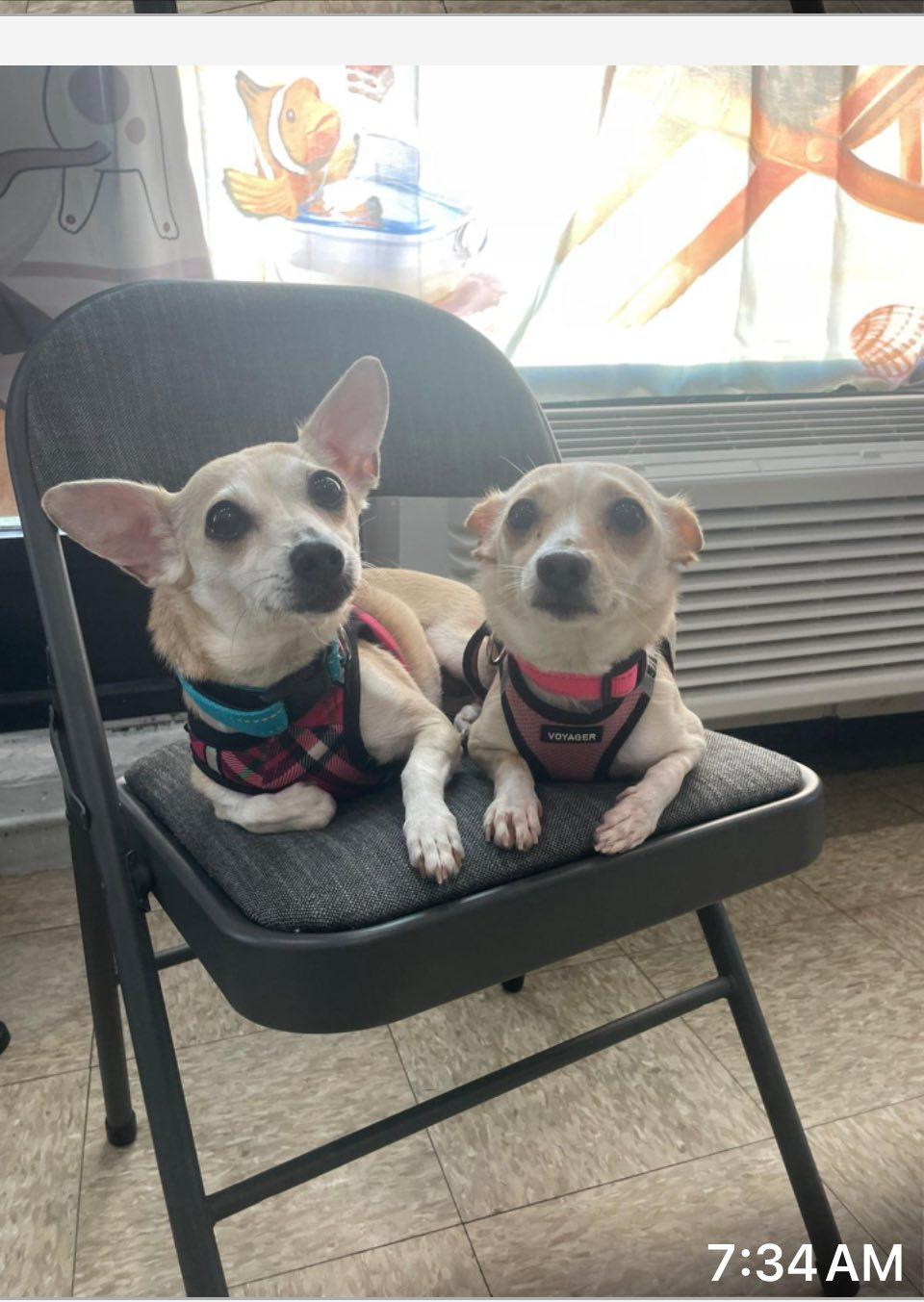 Nera and Bianca
