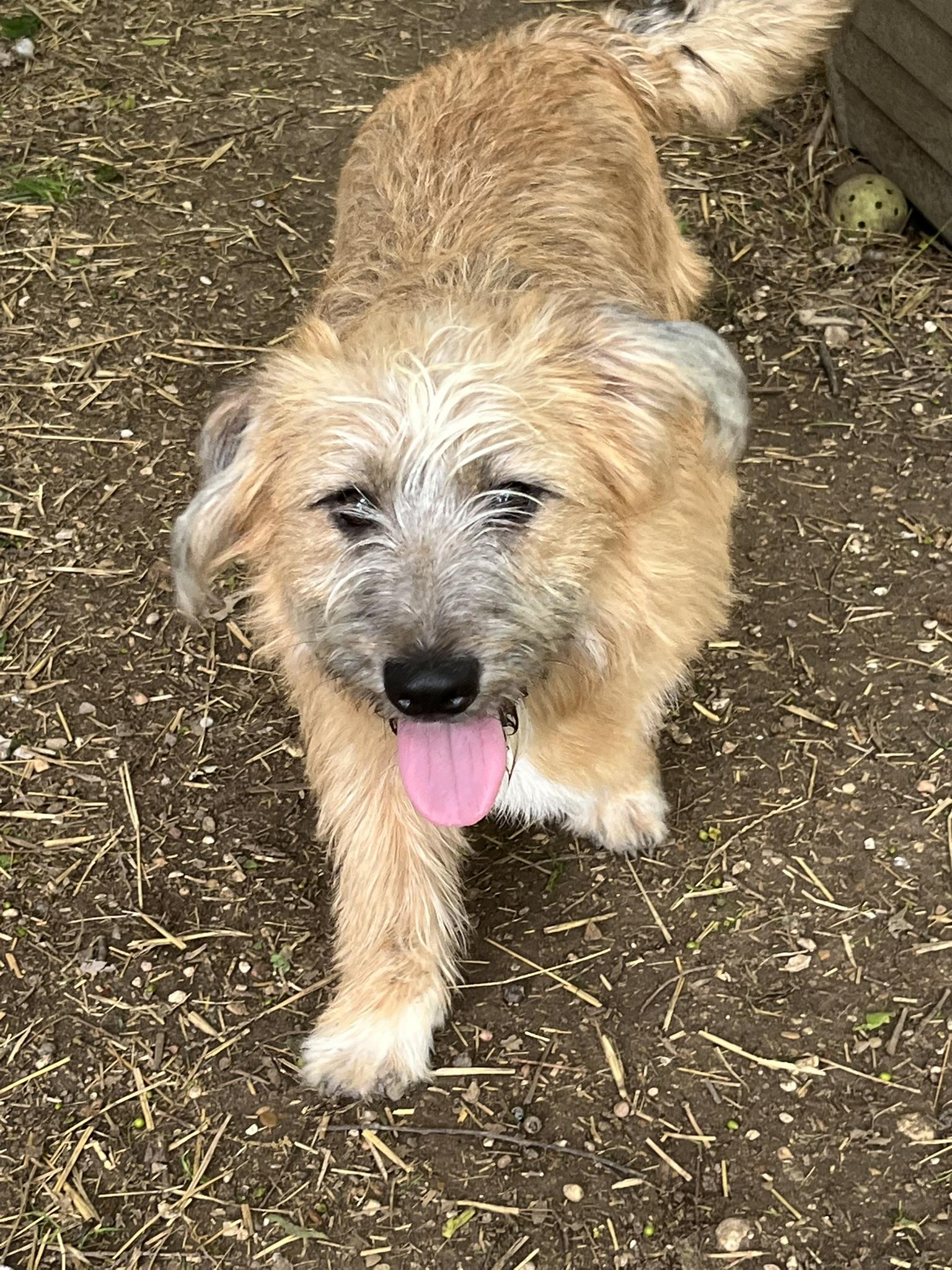 Dually, a ADOPTABLE mixed breed in Godley, TX image 6/6