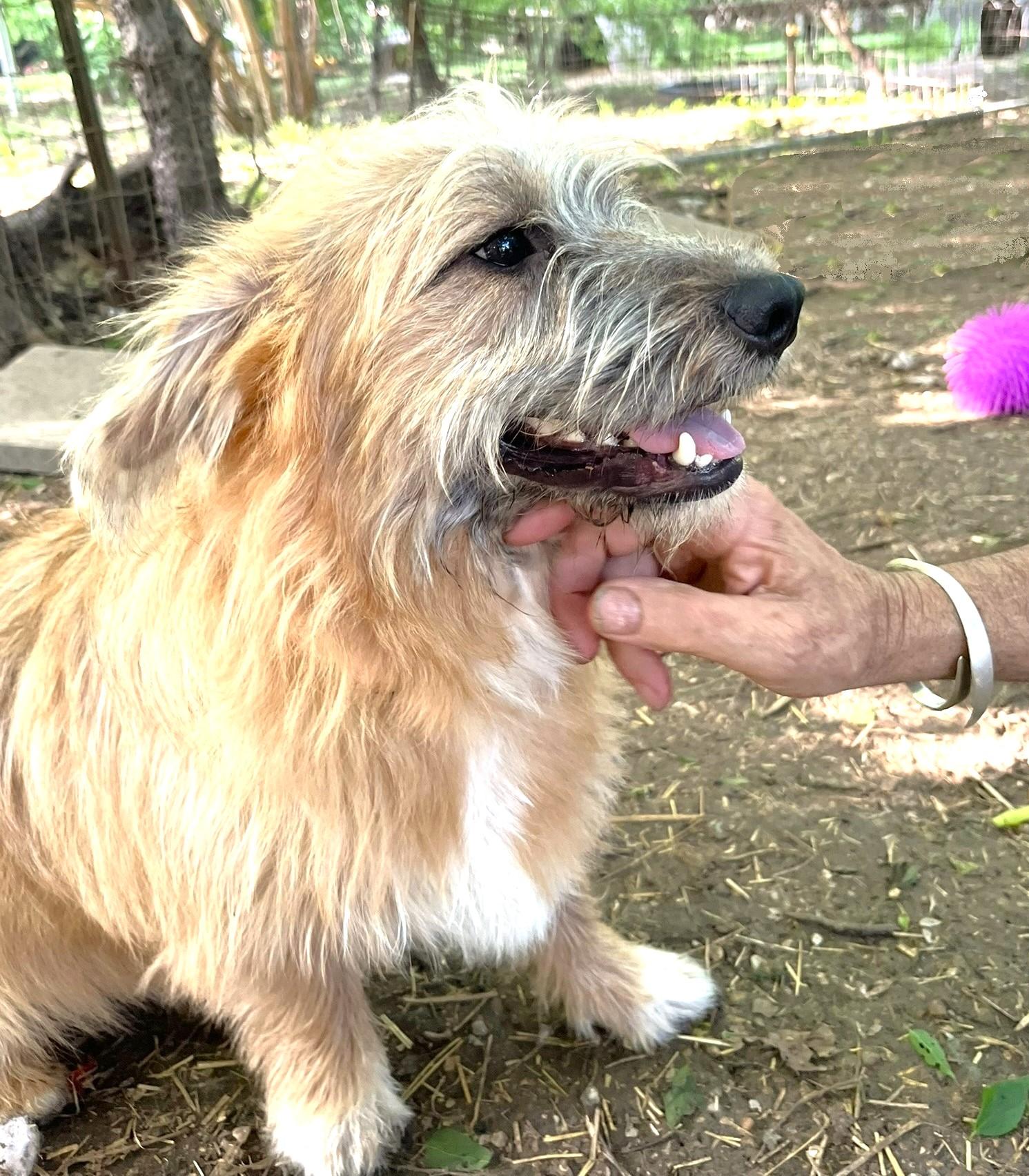 Dually, a ADOPTABLE mixed breed in Godley, TX image 5/6