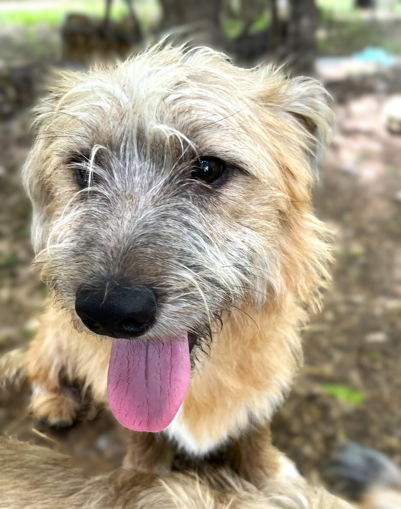 Dually, a ADOPTABLE mixed breed in Godley, TX image 3/6