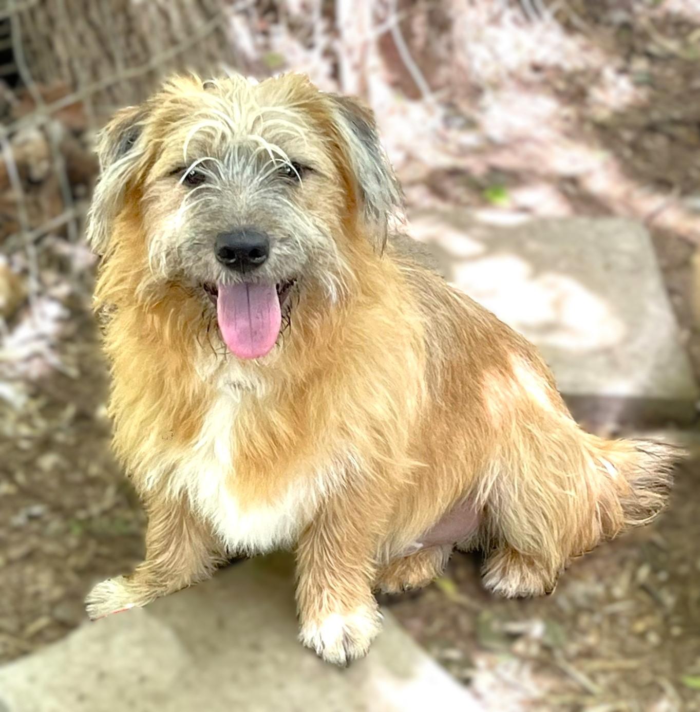 Dually, a ADOPTABLE mixed breed in Godley, TX image 2/6