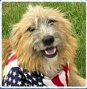 Dually, ADOPTABLE, Young Male Cairn Terrier & Corgi.