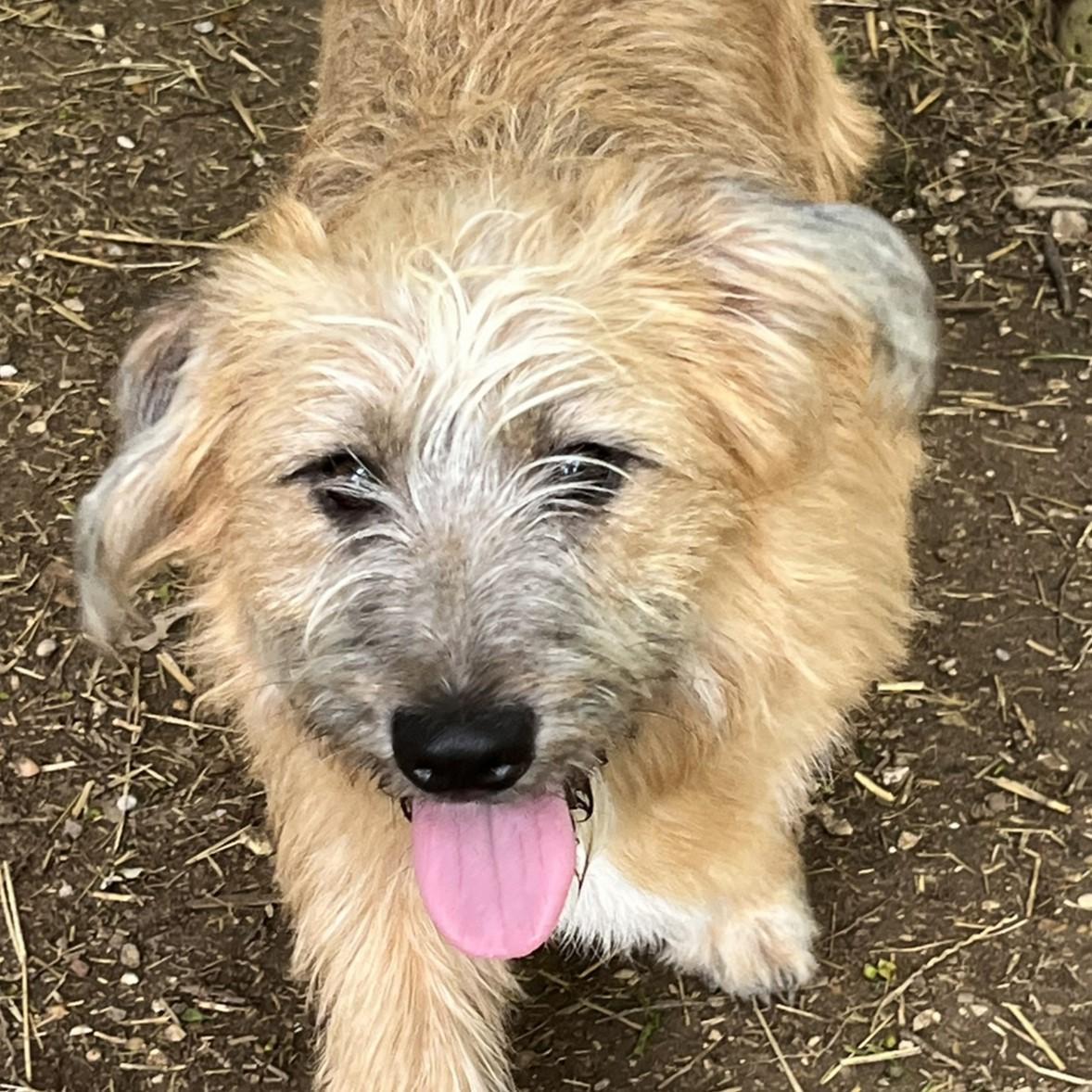 Dually, ADOPTABLE, Young Male Cairn Terrier & Corgi.