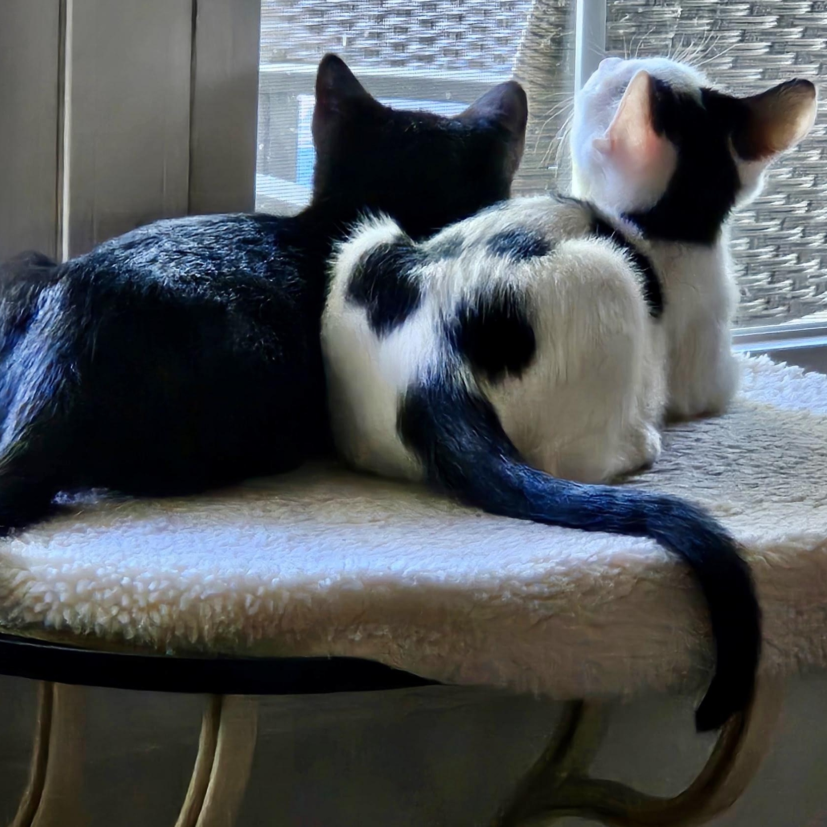 Chambord, a ADOPTABLE Domestic Short Hair in Richmond, VA image 5/6