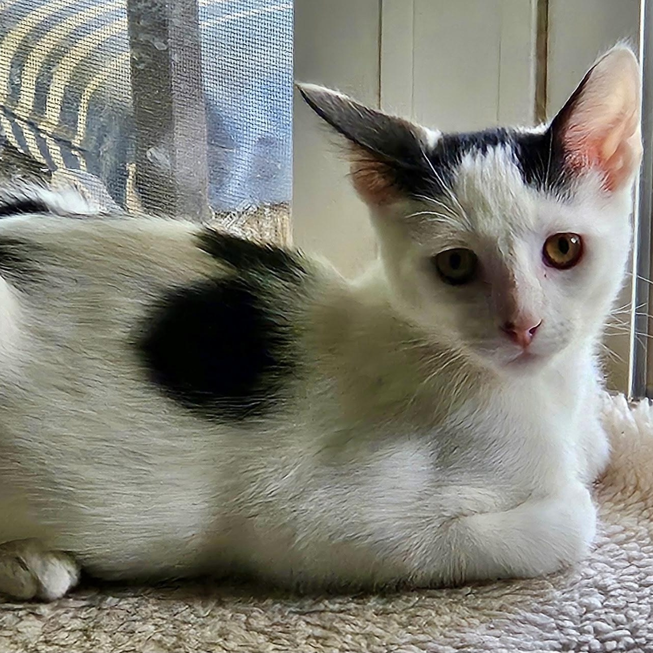 Chambord, a ADOPTABLE Domestic Short Hair in Richmond, VA image 1/6