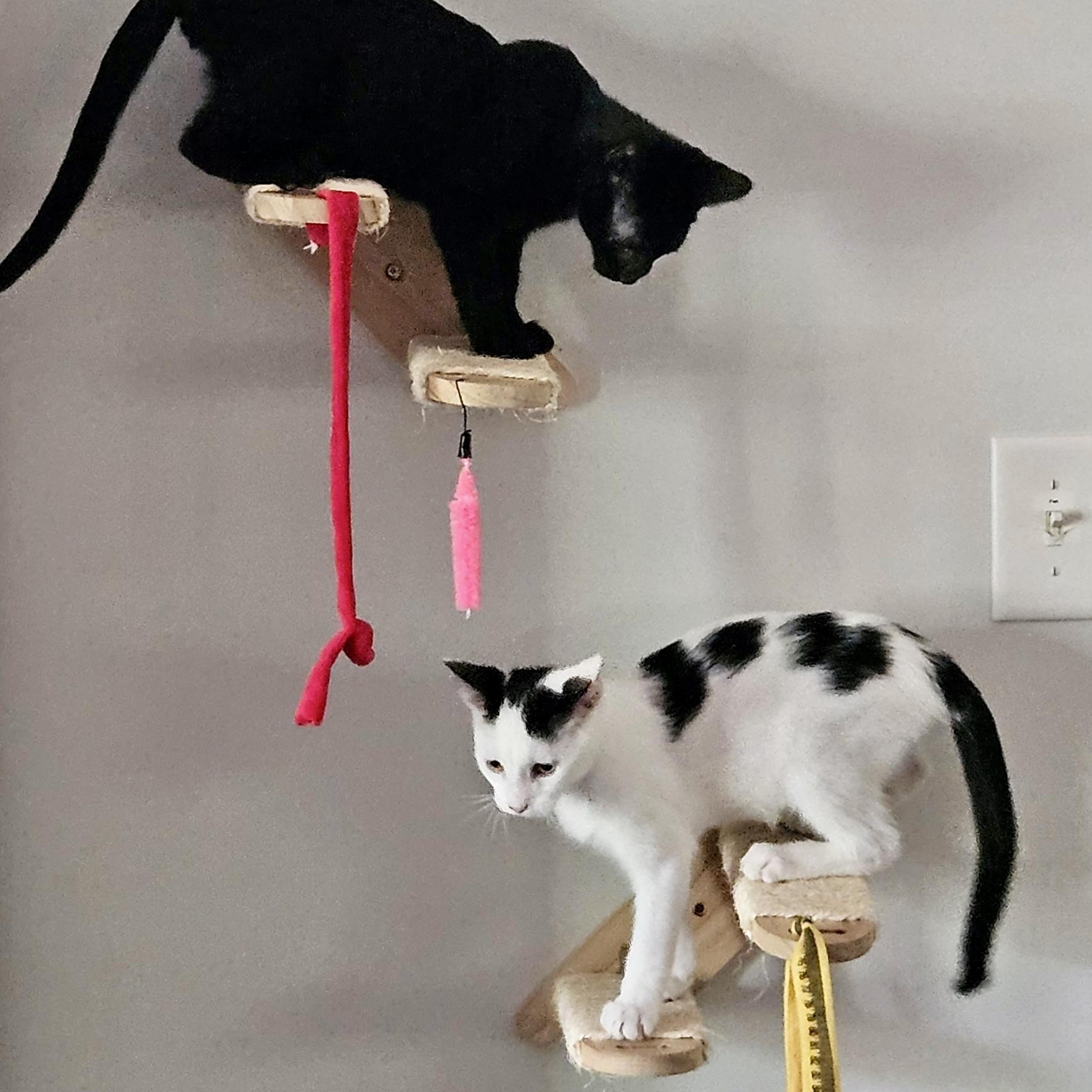 Chambord, a ADOPTABLE Domestic Short Hair in Richmond, VA image 4/6