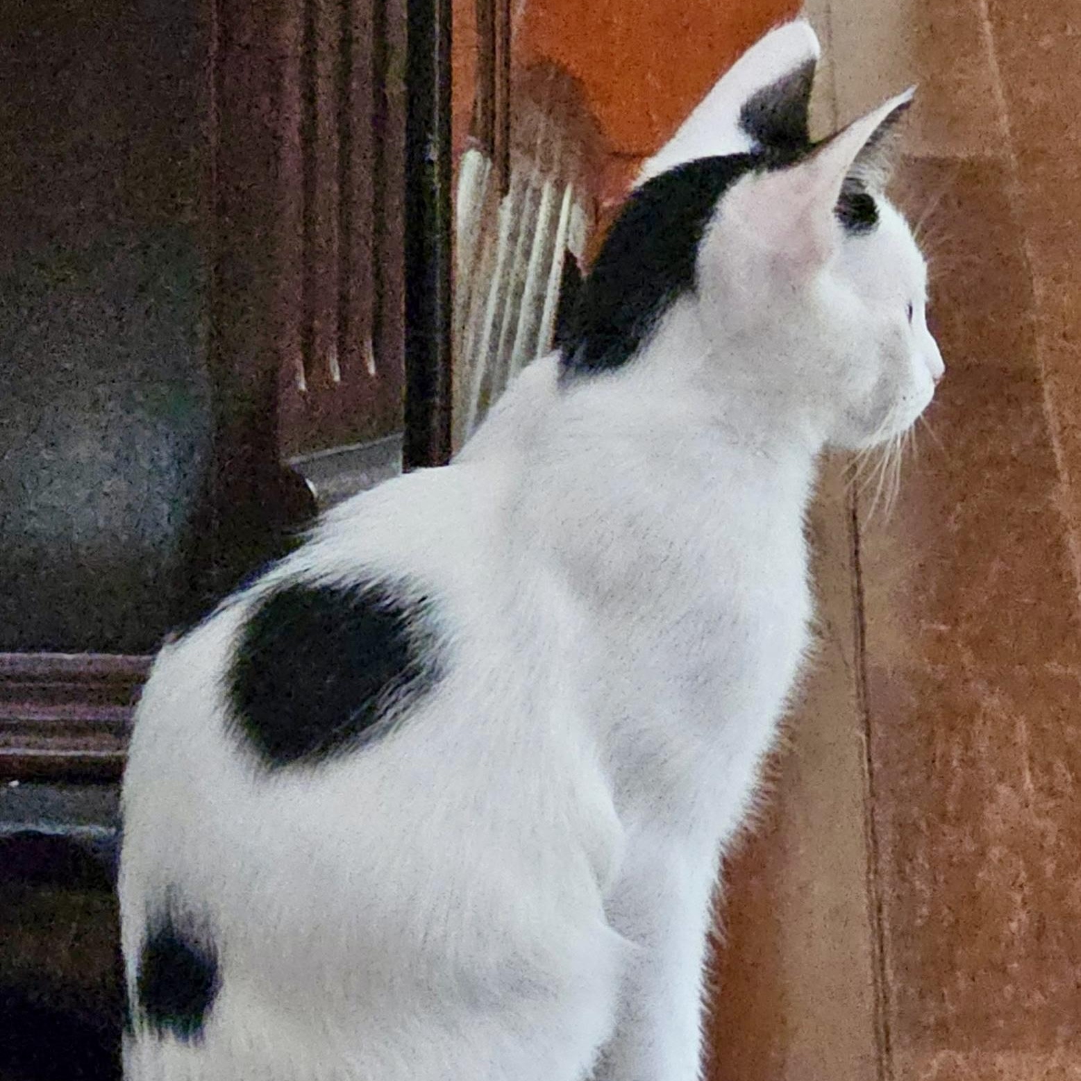 Chambord, a ADOPTABLE Domestic Short Hair in Richmond, VA image 3/6