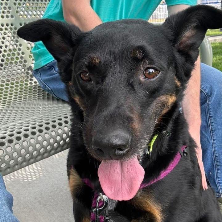 Nova, Adoptable, Senior Female Rottweiler & Australian Shepherd.