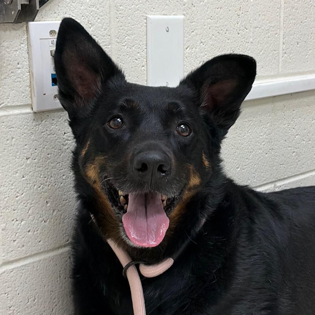 Enlarge Nova, a Adoptable mixed breed in Murray, UT image 2/4