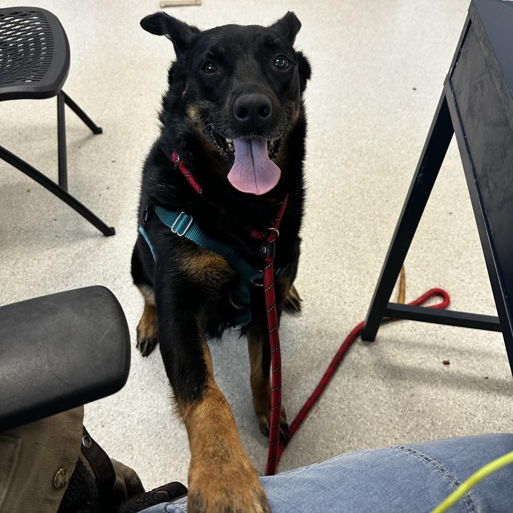 Enlarge Nova, a Adoptable mixed breed in Murray, UT image 3/4