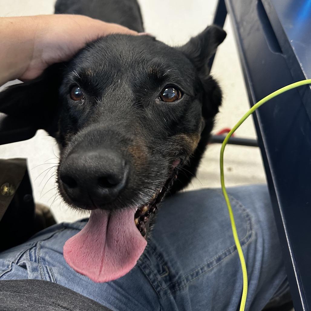 Enlarge Nova, a Adoptable mixed breed in Murray, UT image 4/4
