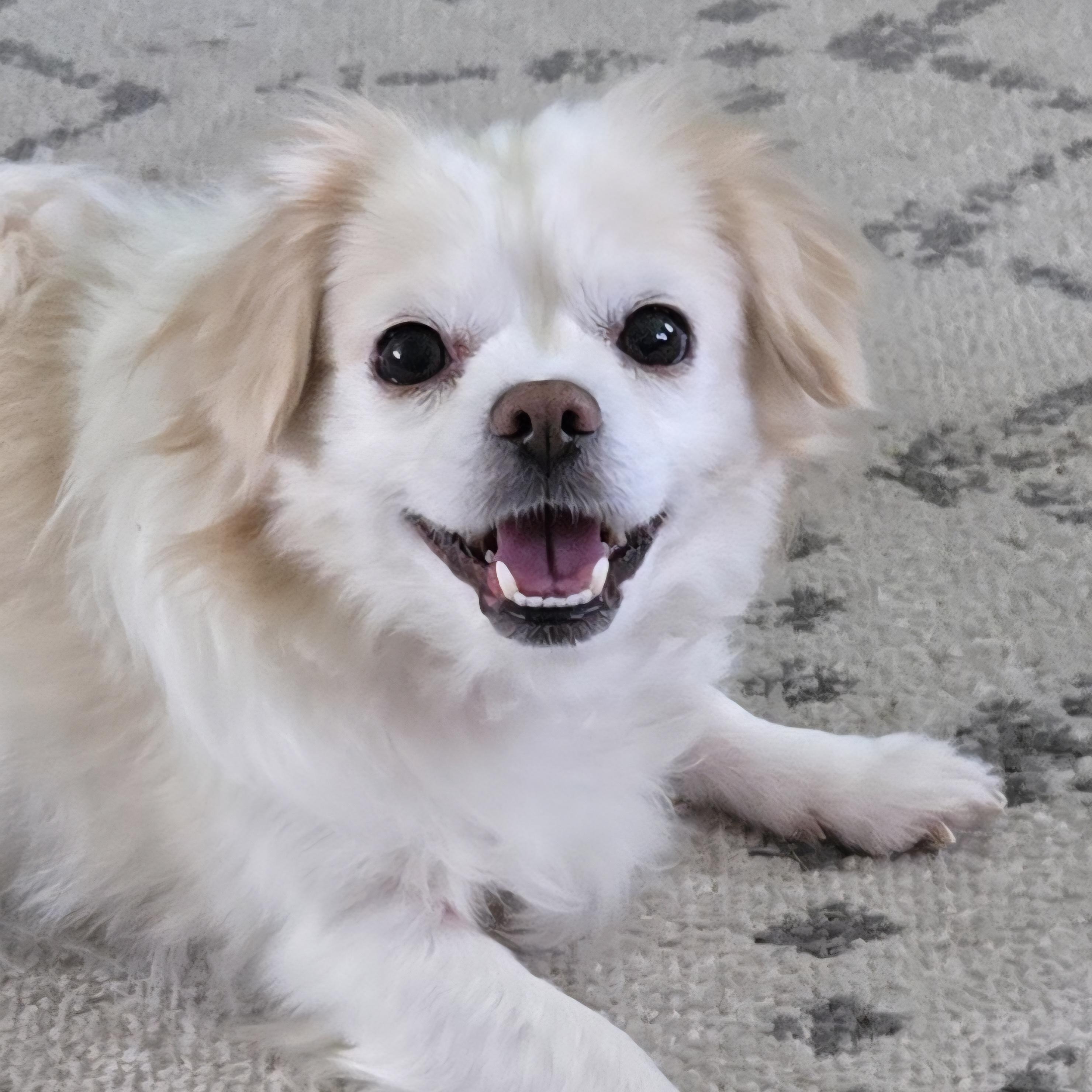 Enlarge Lola, a ADOPTABLE mixed breed in Saint Helens, OR image 1/5