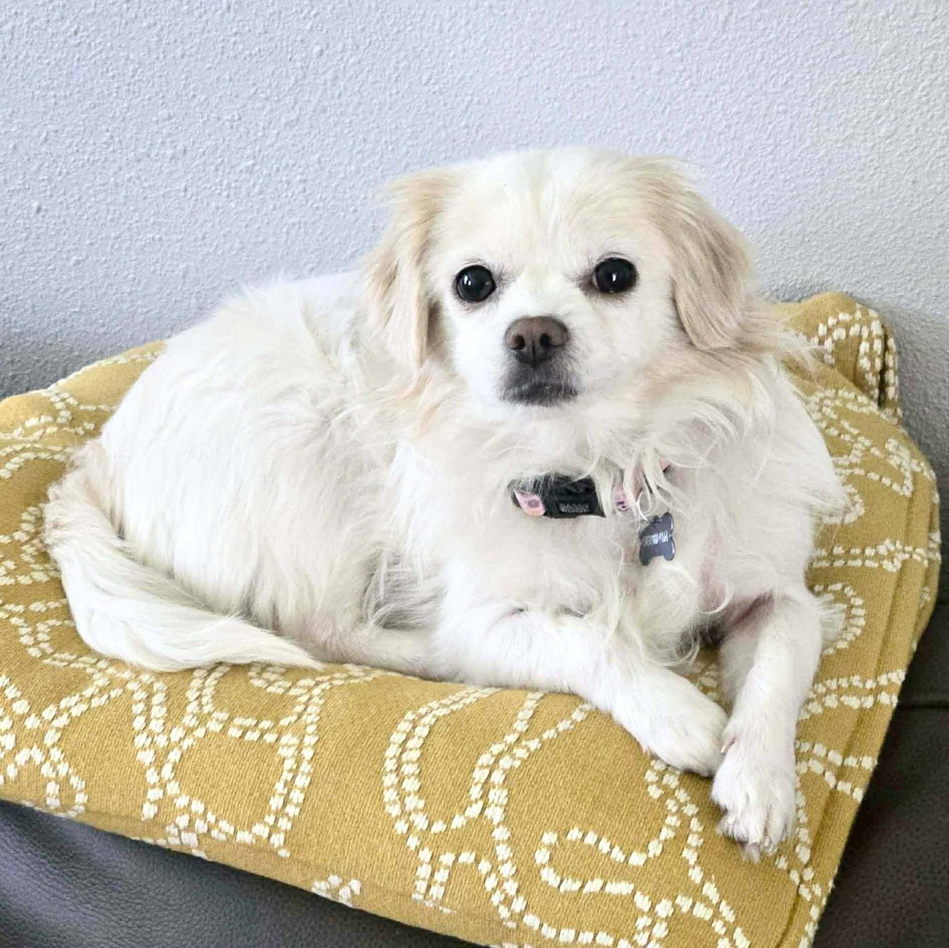 Enlarge Lola, a ADOPTABLE mixed breed in Saint Helens, OR image 4/5