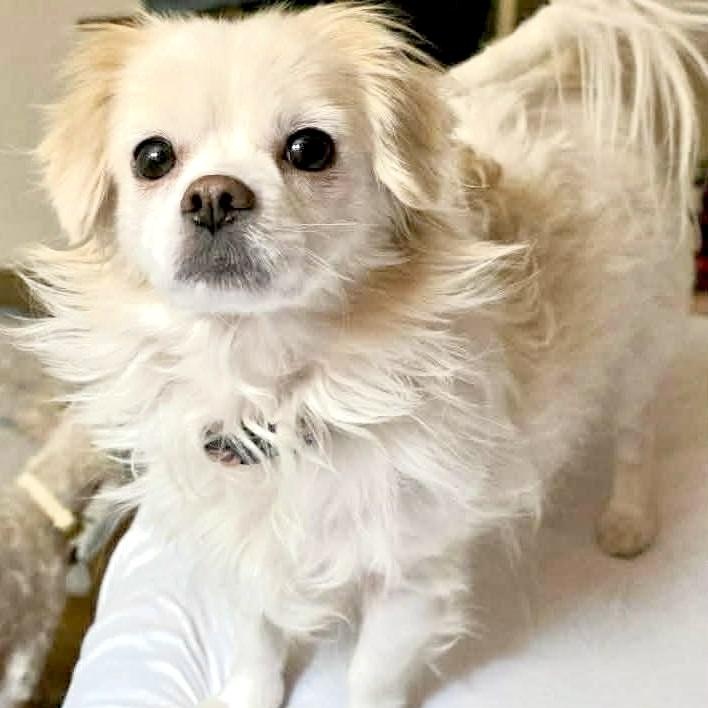 Enlarge Lola, a ADOPTABLE mixed breed in Saint Helens, OR image 5/5