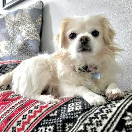 Enlarge Lola, a ADOPTABLE mixed breed in Saint Helens, OR image 2/5